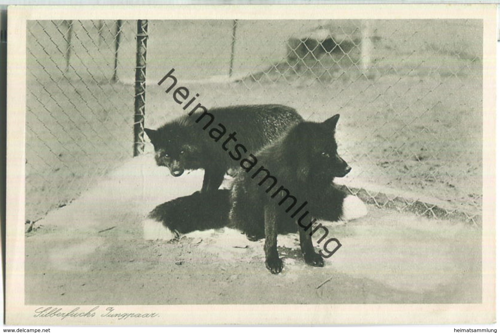 Silberfuchs - Jungpaar - Pelztierfarm Dhünnenburg Dabringhausen Bei Köln  - Verlag C. G. Kremer B. Gladbach - Wermelskirchen