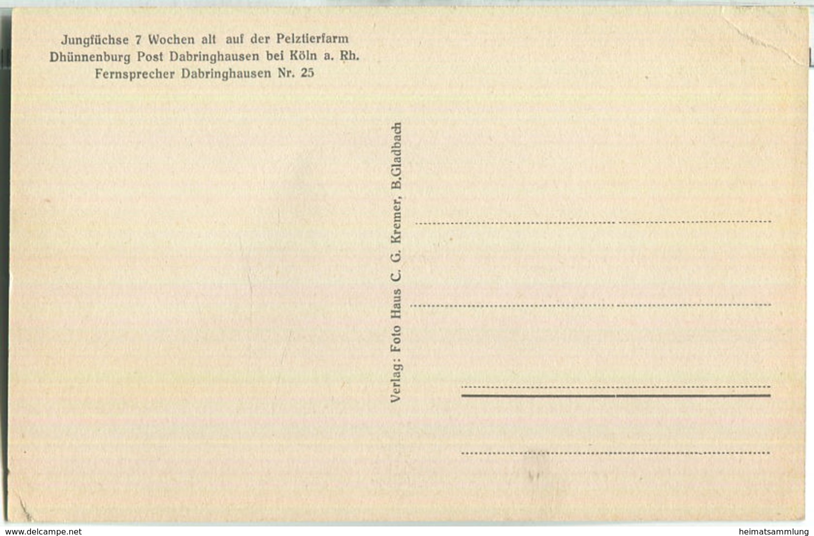 Jungfüchse 7 Wochen Alt - Pelztierfarm Dhünnenburg Dabringhausen Bei Köln - Verlag C. G. Kremer B. Gladbach - Wermelskirchen
