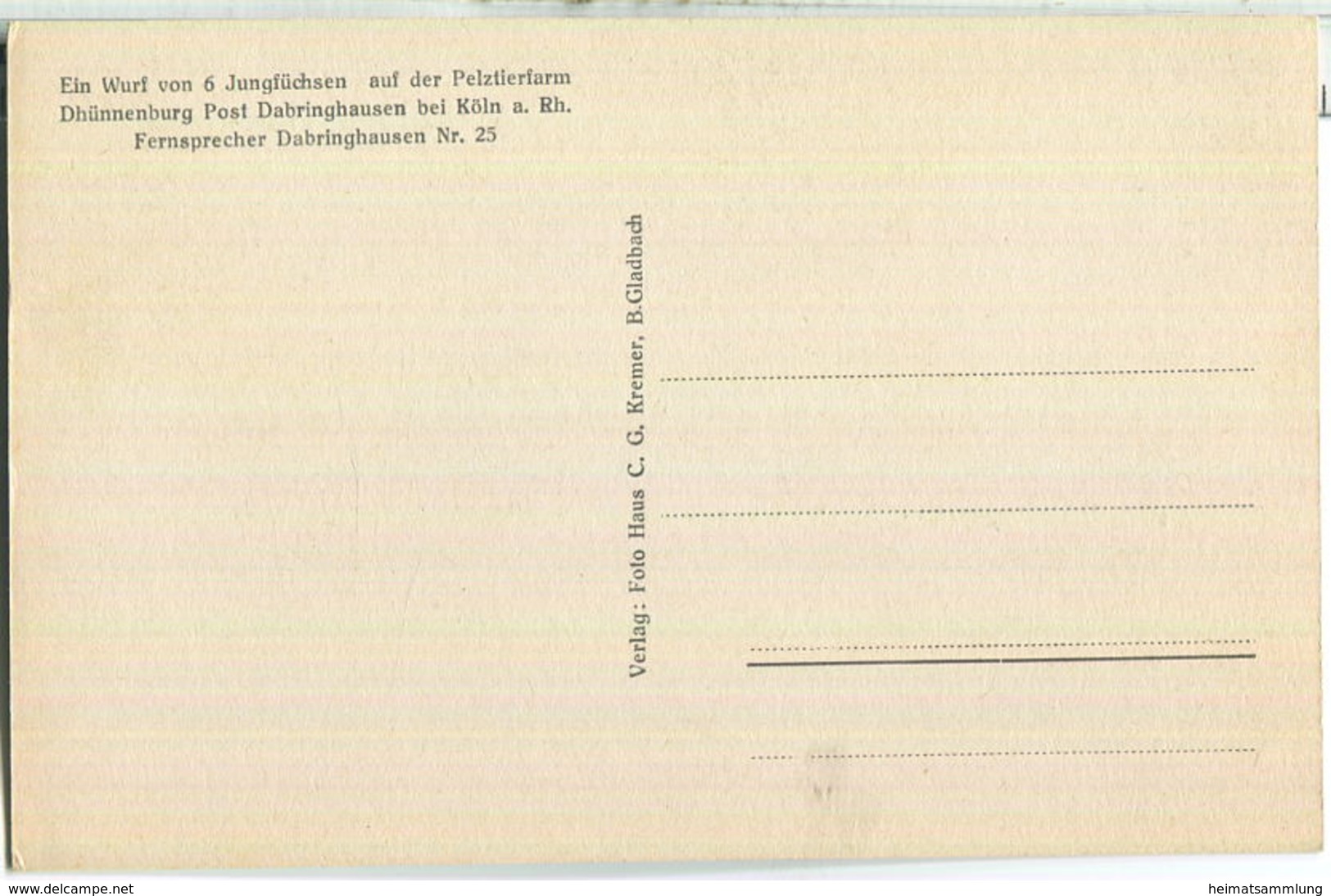 Sechs Jungfüchse - Pelztierfarm Dhünnenburg Dabringhausen Bei Köln - Verlag C. G. Kremer B. Gladbach - Wermelskirchen