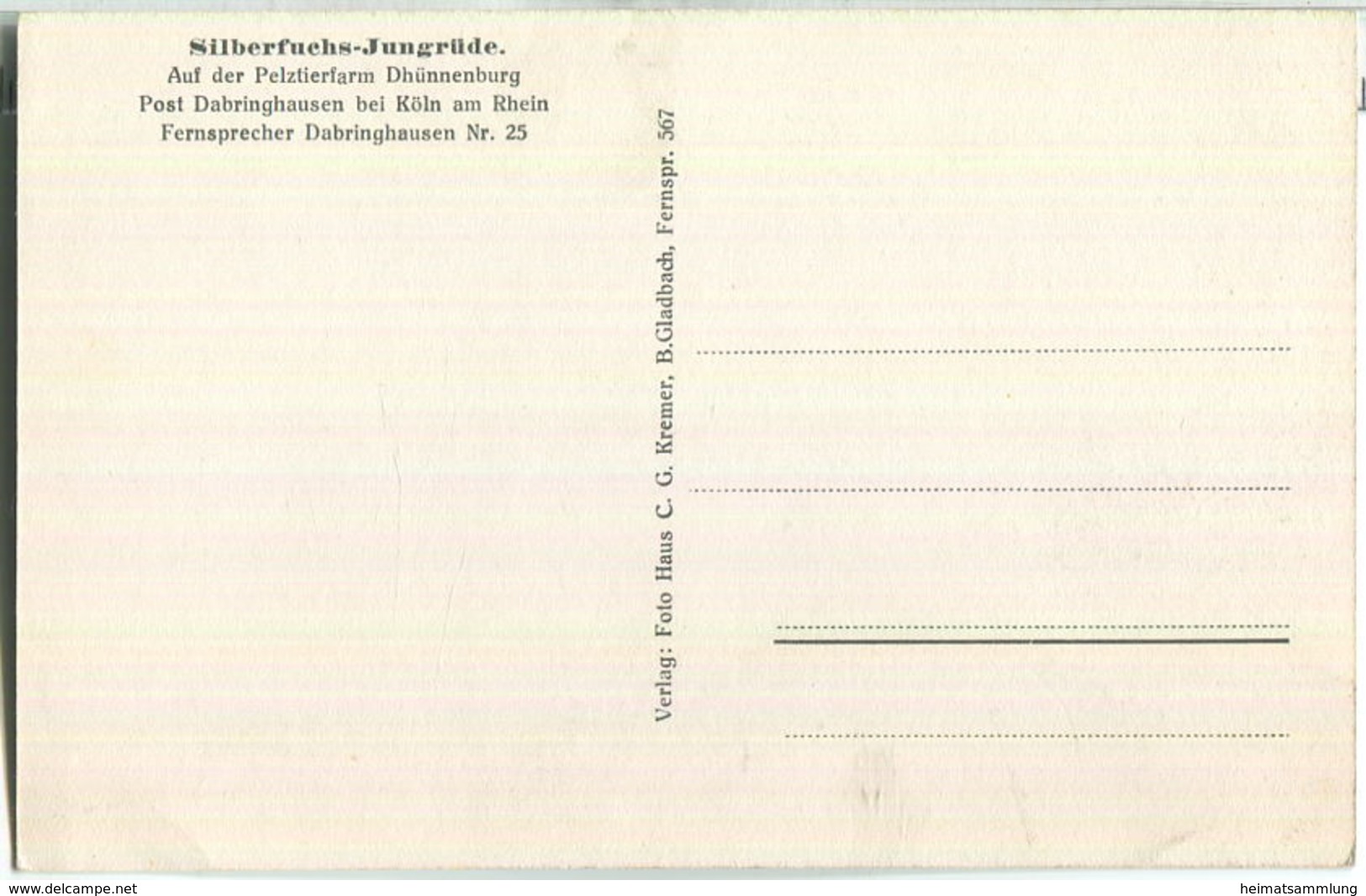 Silberfuchs - Jungrüde - Pelztierfarm Dhünnenburg Dabringhausen Bei Köln - Verlag C. G. Kremer B. Gladbach - Wermelskirchen