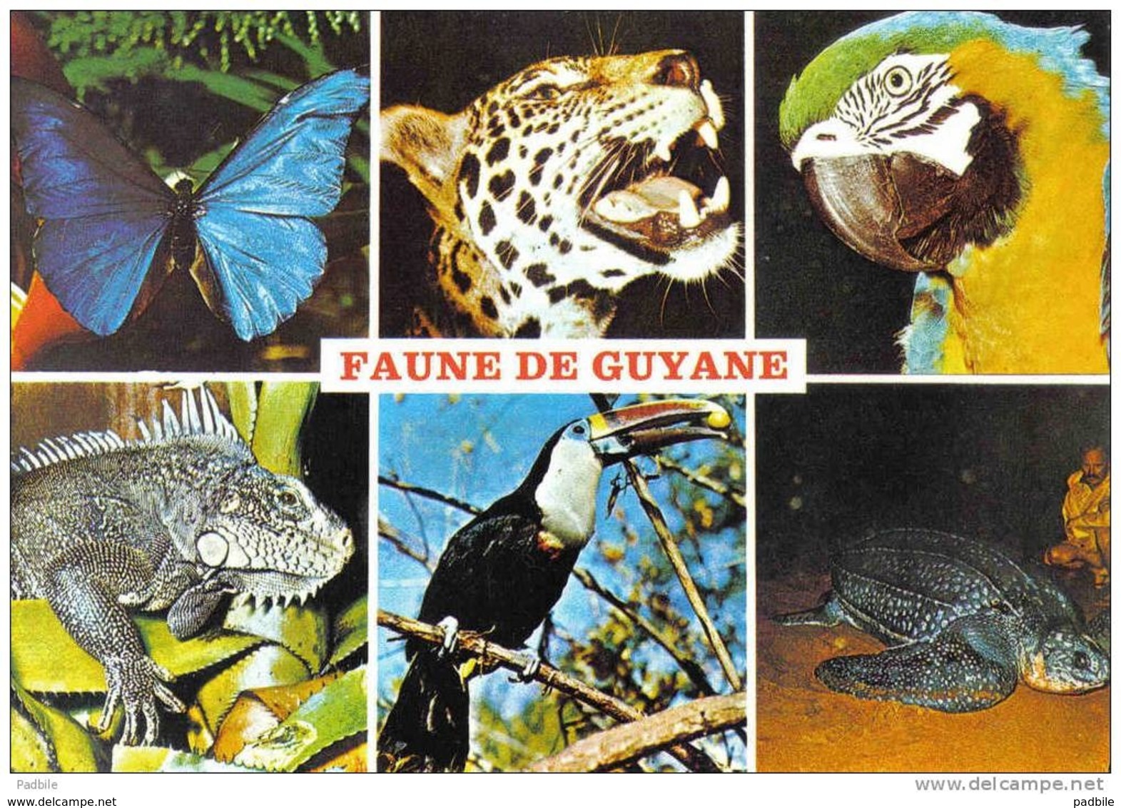 Carte Postale Faune De La Guyane  édit: G. Delabergerie Cayenne N° 375  Trés Beau Plan - Autres & Non Classés