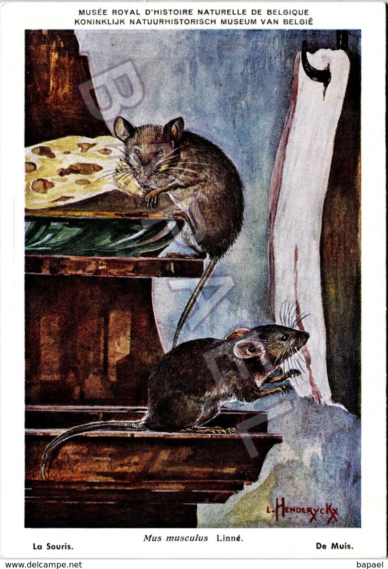 La Souris - Belgique - Muséum Des Sciences Naturelles (Illustrateur L. Henderycky) (Recto-Verso) - Autres & Non Classés