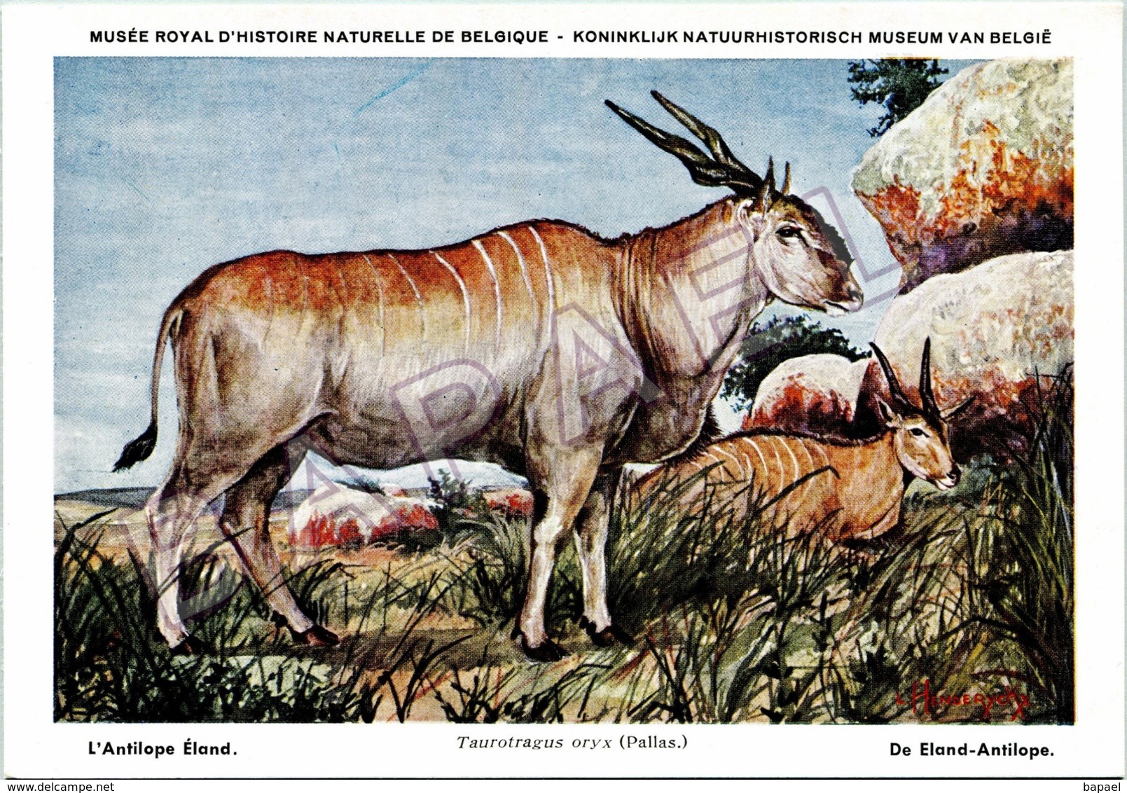 L'Antilope Éland - Belgique - Muséum Des Sciences Naturelles (Illustrateur L. Henderycky) (Recto-Verso) - Autres & Non Classés