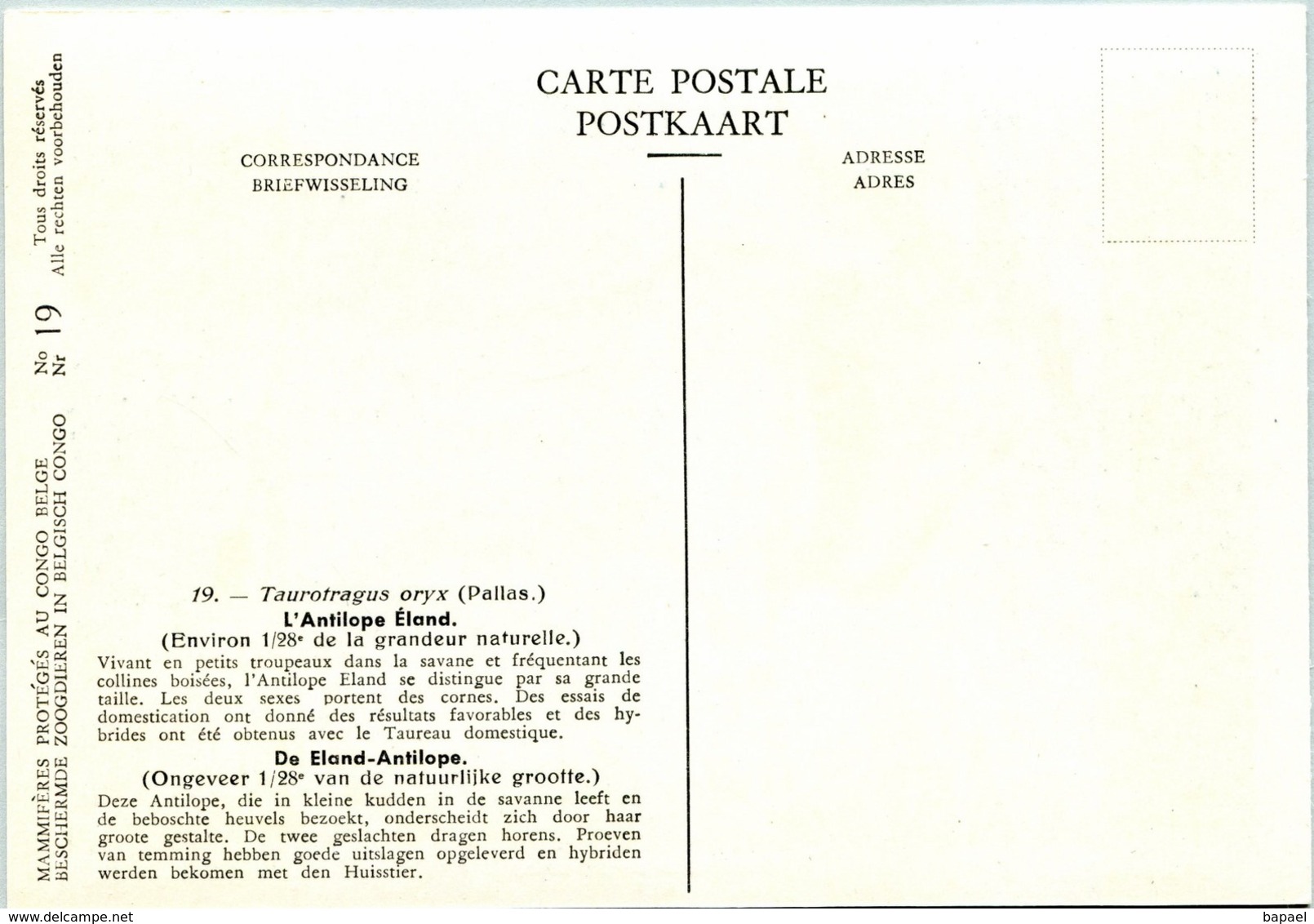 L'Antilope Éland - Belgique - Muséum Des Sciences Naturelles (Illustrateur L. Henderycky) (Recto-Verso) - Autres & Non Classés
