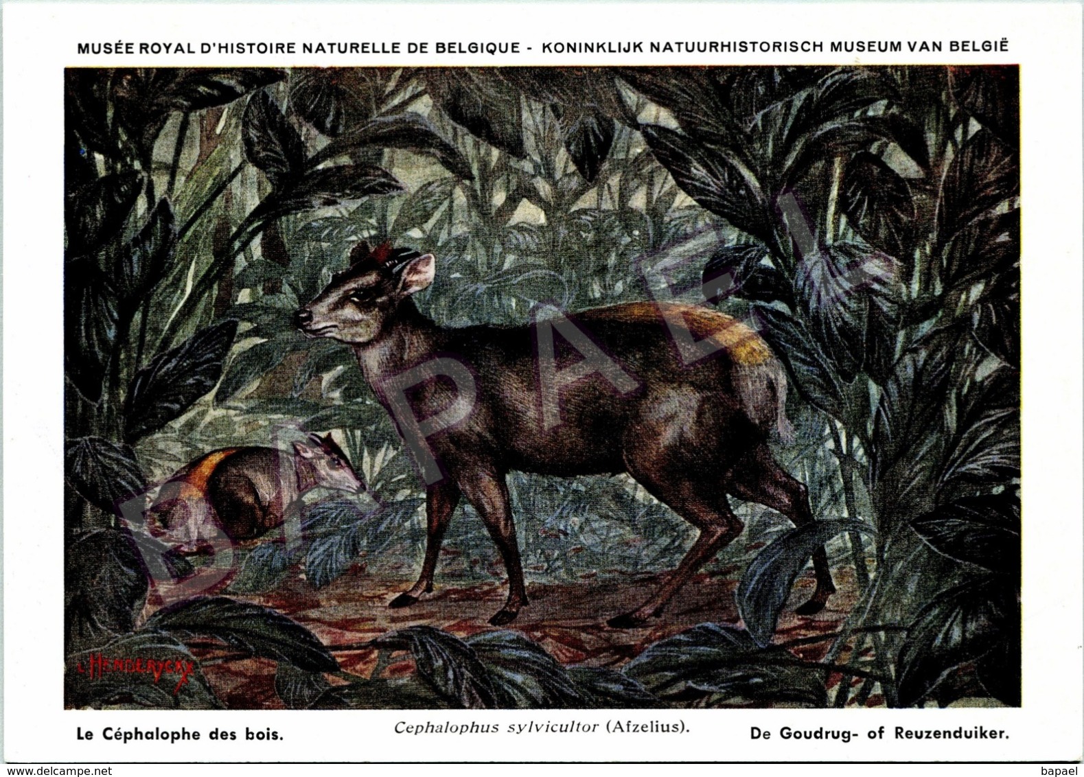 Le Céphalophe Des Bois - Belgique - Muséum Des Sciences Naturelles (Illustrateur L. Henderycky) (Recto-Verso) - Autres & Non Classés