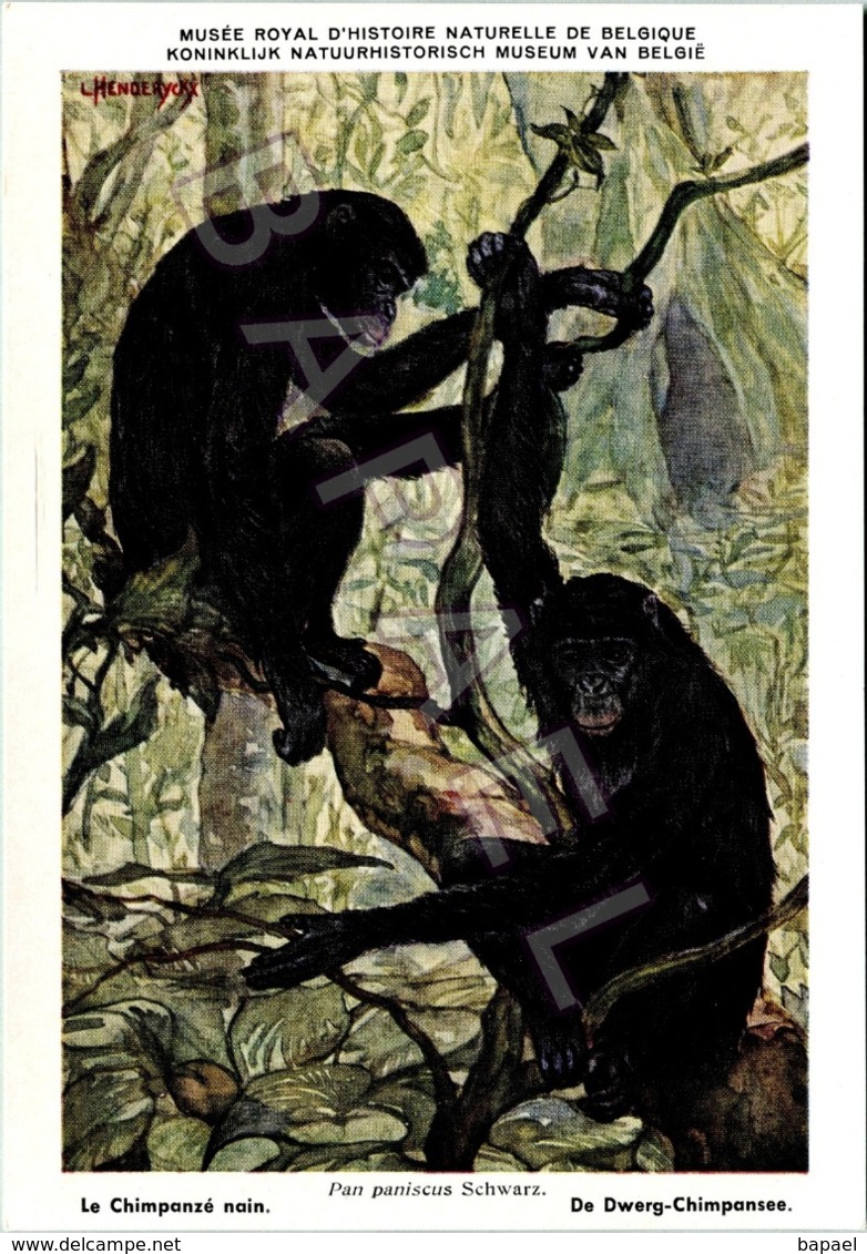 Le Chimpanzé Nain - Belgique - Muséum Des Sciences Naturelles (Illustrateur L. Henderycky) (Recto-Verso) - Monkeys