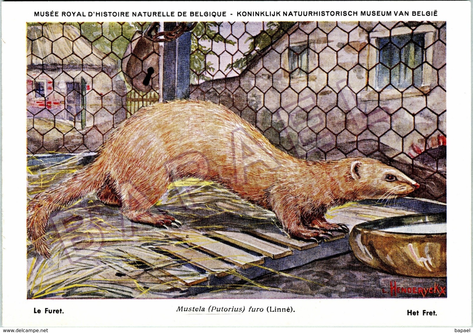 Le Furet - Belgique - Muséum Des Sciences Naturelles (Illustrateur L. Henderycky) (Recto-Verso) - Autres & Non Classés