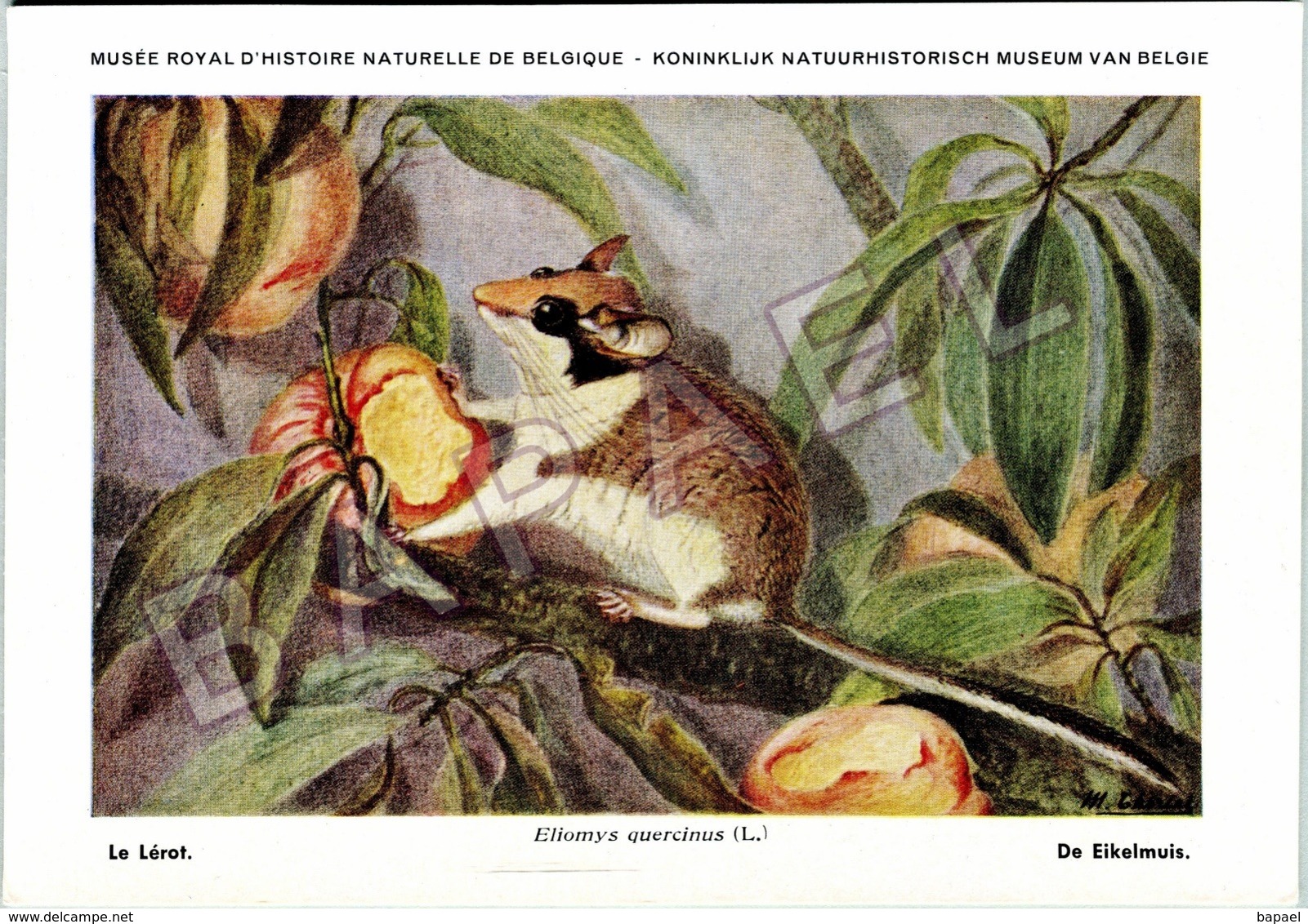 Le Lérot - Belgique - Muséum Des Sciences Naturelles (Illustrateur M. Chirias) (Recto-Verso) - Autres & Non Classés