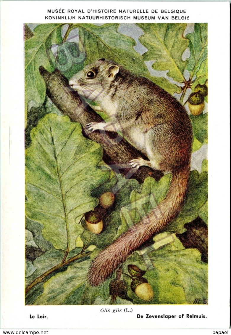Le Loir - Belgique - Muséum Des Sciences Naturelles (Illustrateur M. Chirias) (Recto-Verso) - Autres & Non Classés