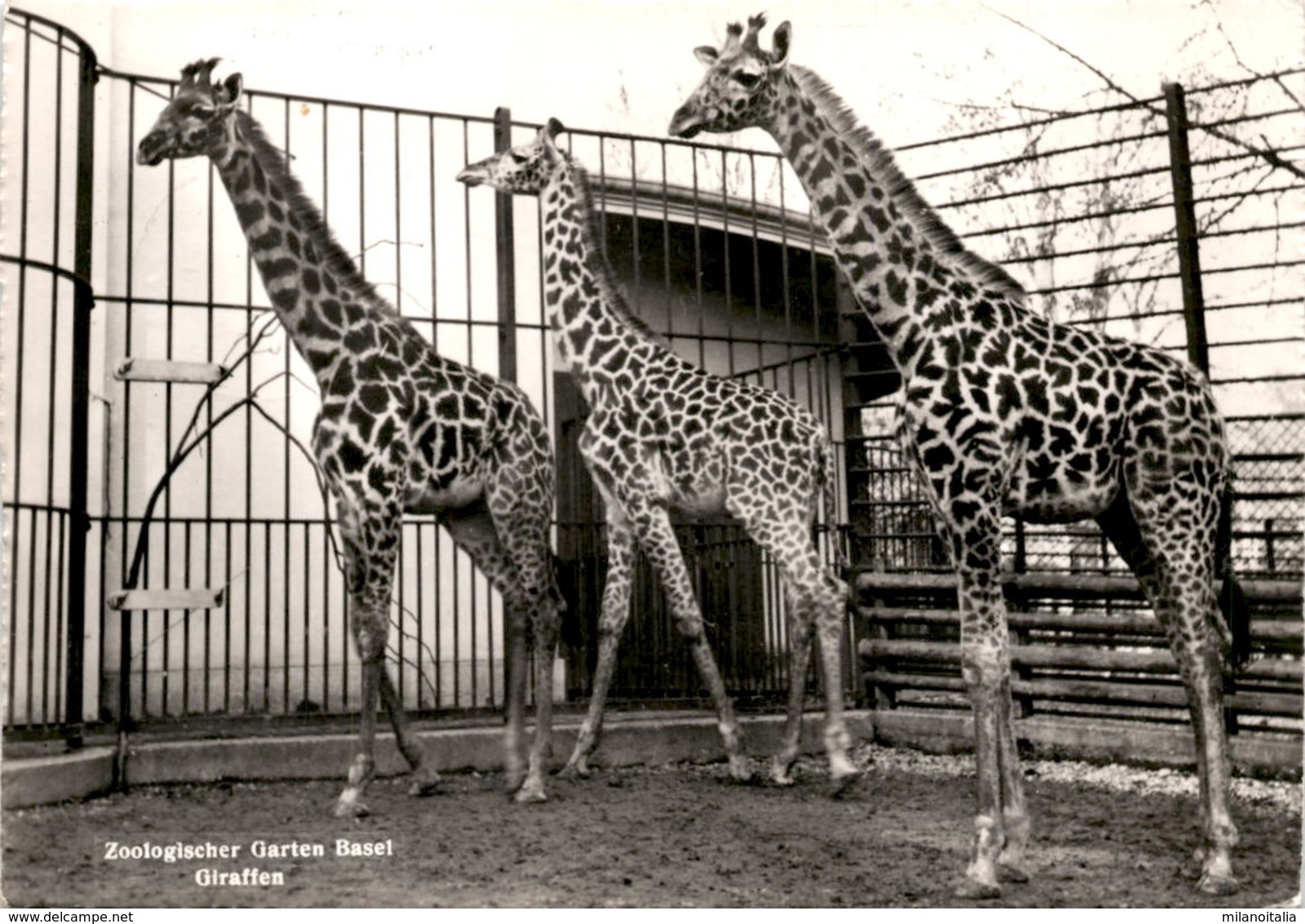 Zoologischer Garten Basel - Giraffen * 14. 5. 1961 - Autres & Non Classés