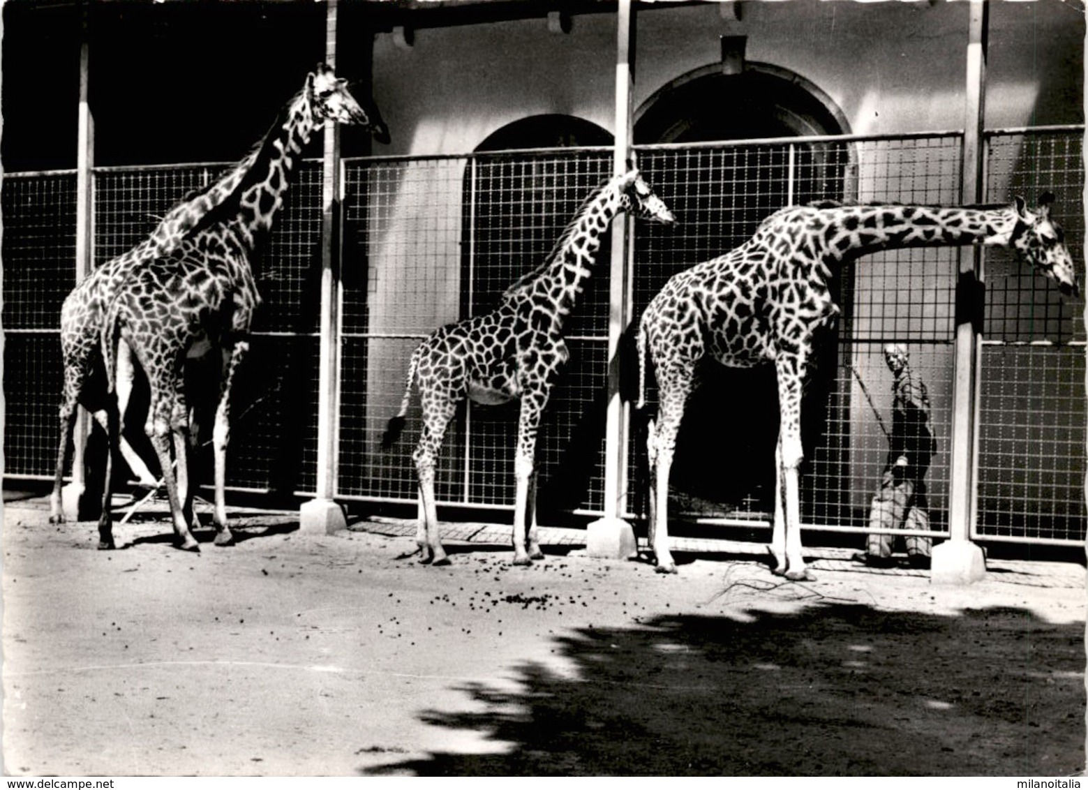 Zoologischer Garten Basel - Giraffen (656) * 4. 3. 1960 - Autres & Non Classés