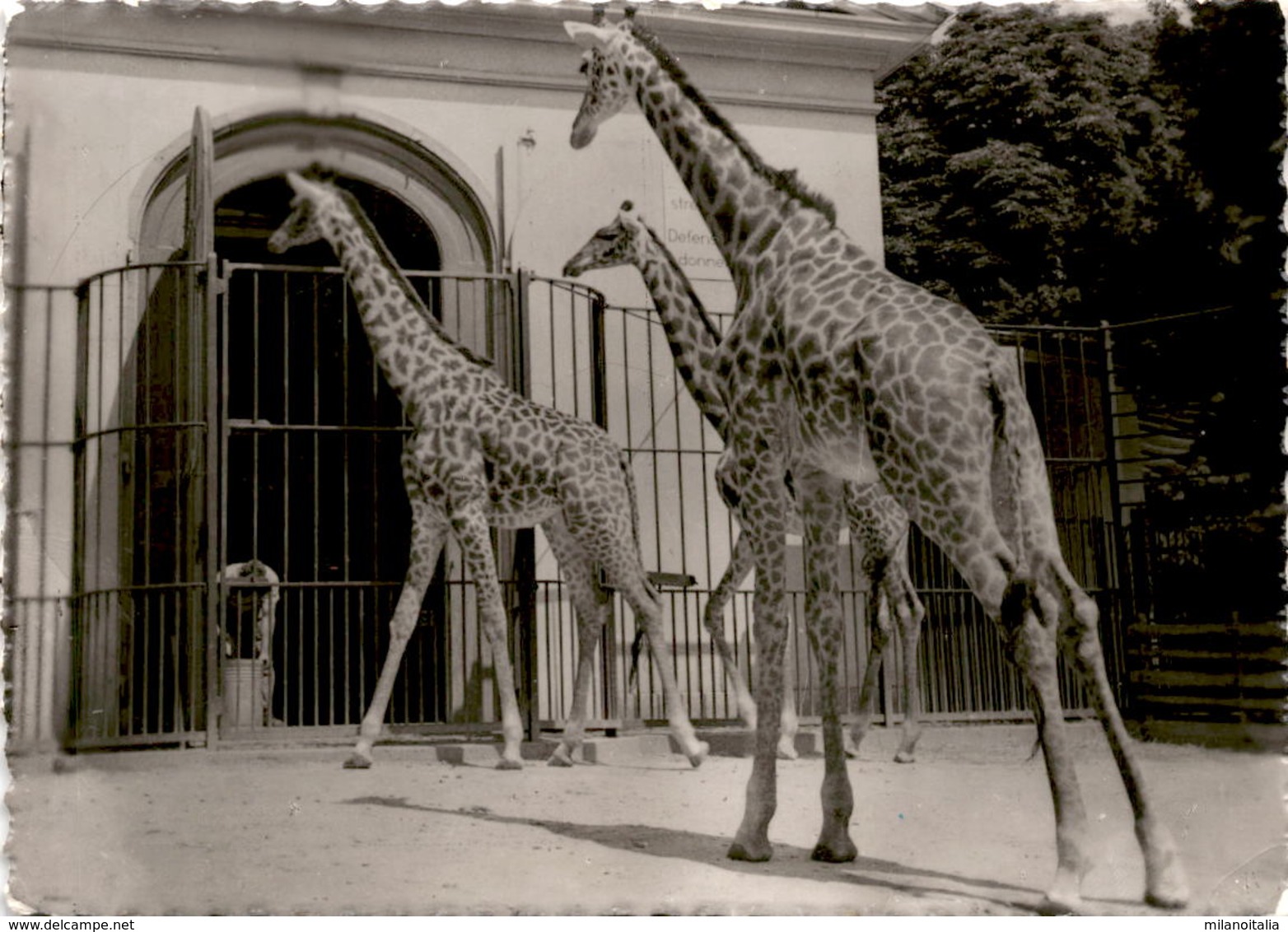 Zoologischer Garten Basel - Giraffen (638) * 1. 3. 1953 - Autres & Non Classés