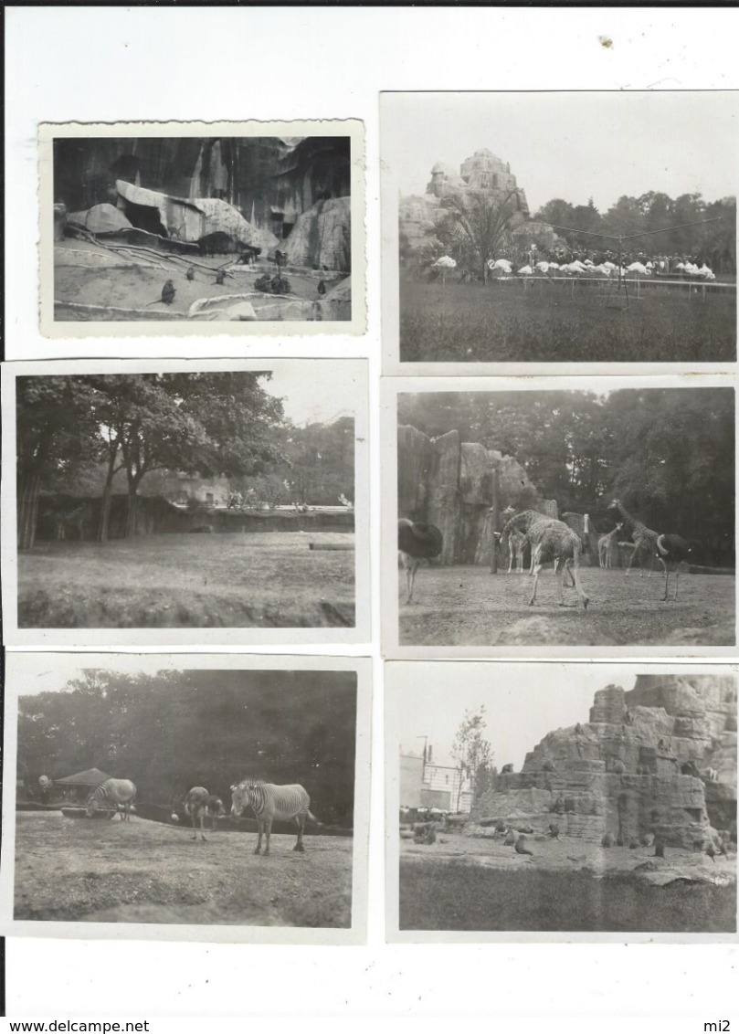 75 Zoo De Vincennes Lot De 10 Photos Amateur 1937 Singes,flamants, Girafes, Zebres,élephants Tout Scanné - Lieux