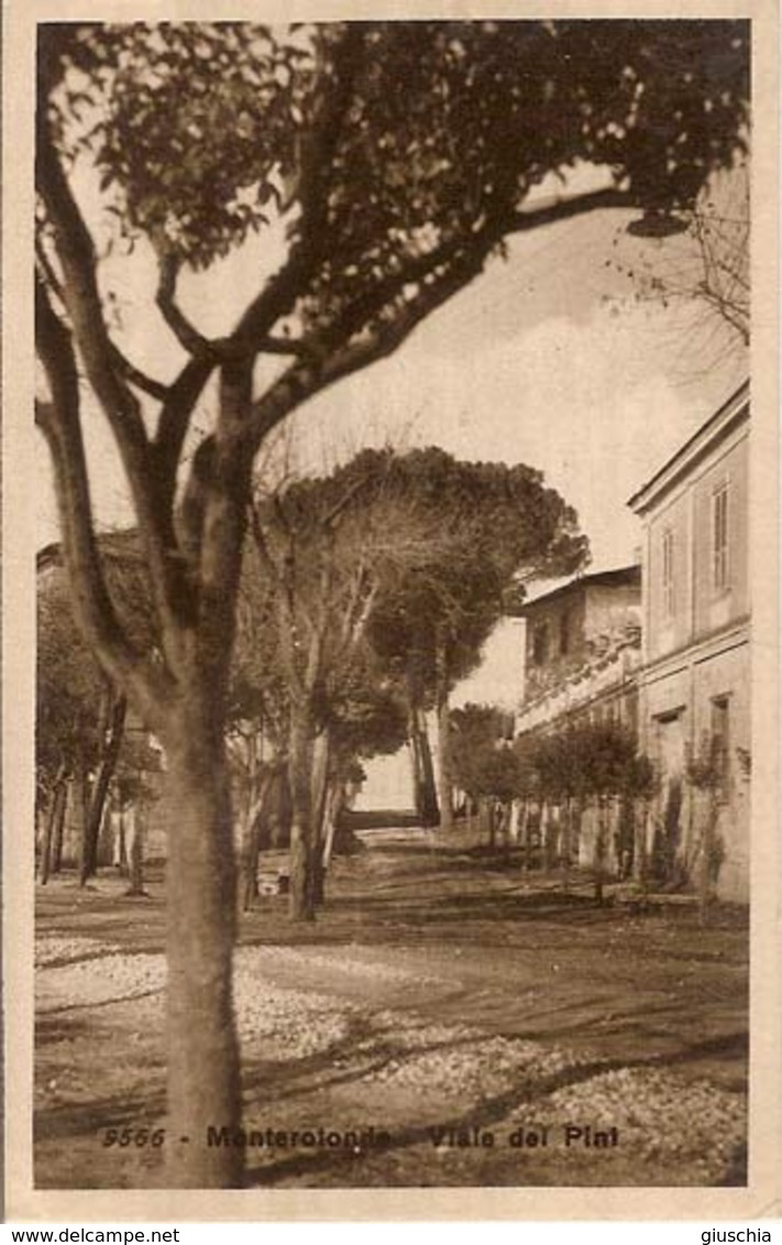 (C).Monterotondo Marittimo(GR).Viale Dei Pini.F.to Piccolo.Ottimo Stato (c16) - Grosseto