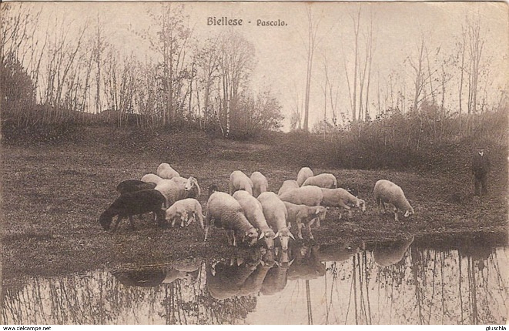 (C).Biella.Pascolo.F.to Piccolo.Viaggiata (c17) - Biella