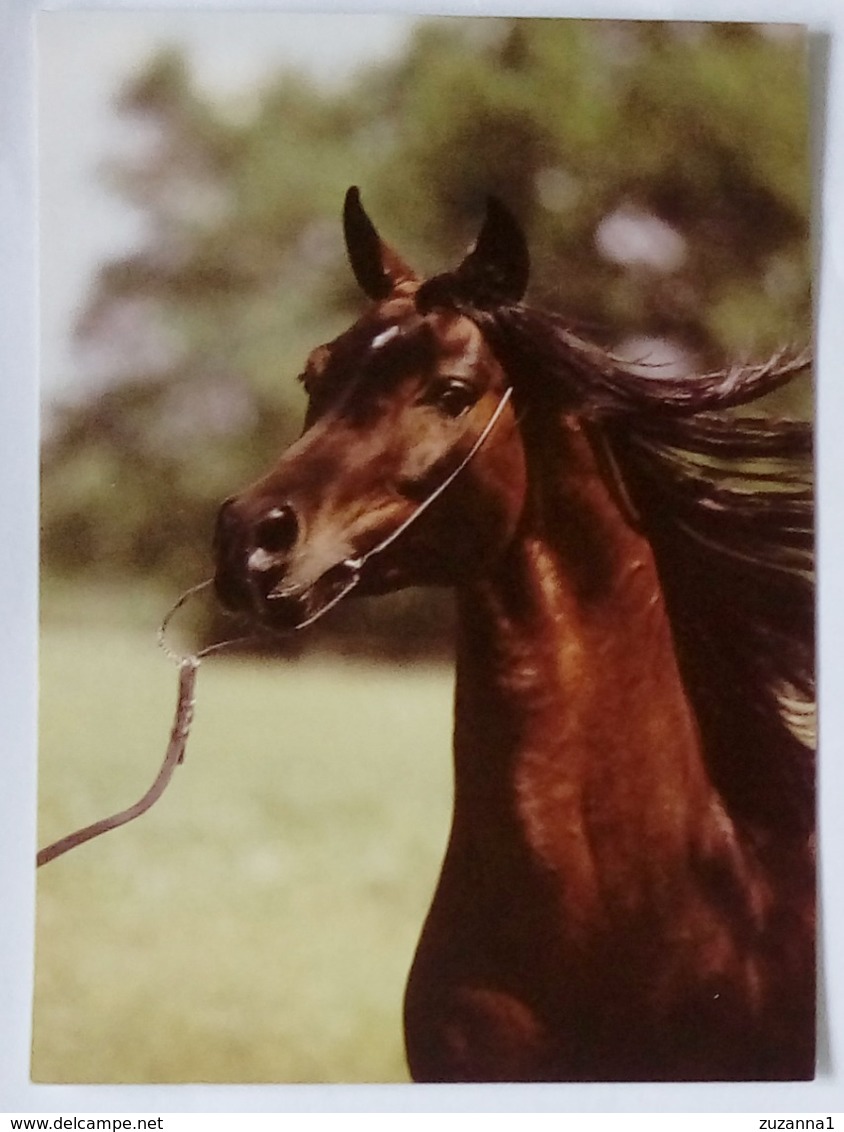 Animals, Horse, Pferde, Poland - Chevaux