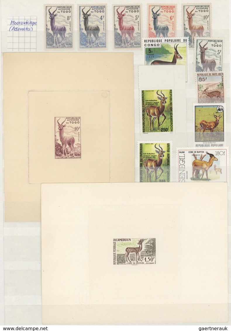 Thematik: Tiere, Fauna / Animals, Fauna: 1920/2000 (ca.), Comprehensive An Wide-spread Mainly MNH Co - Sonstige & Ohne Zuordnung