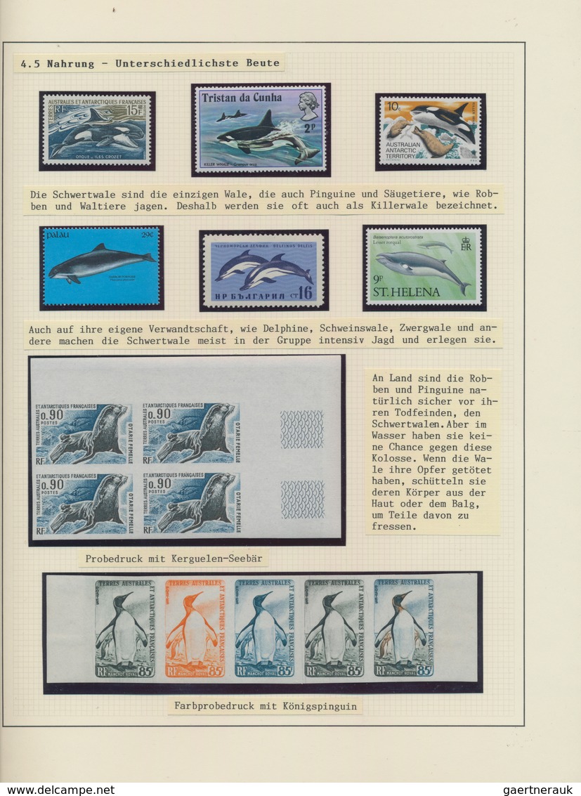 Thematik: Tiere-Meeressäuger (u.a. Wale) / animals-aquatic mammals: 1850/2010 (ca.), WHALES AND DOLP