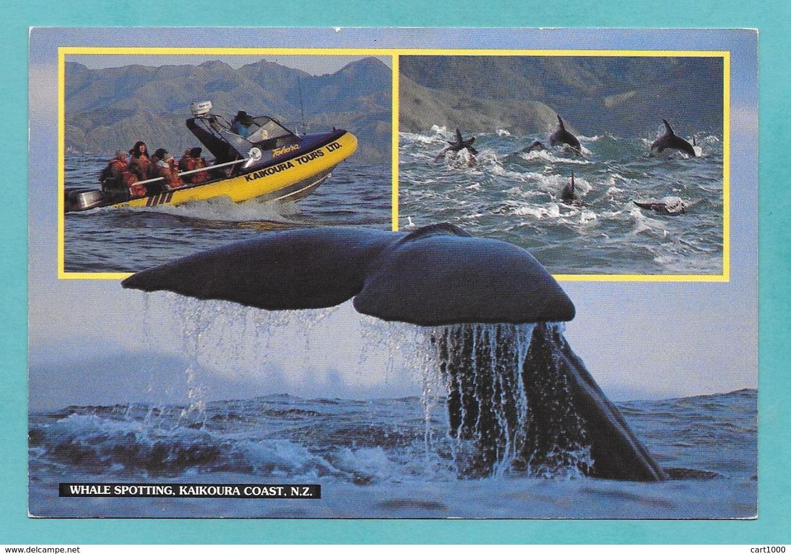 NEW ZEALAND WHALE SPOTTING KAIKOURA COAST 1994 - Nuova Zelanda