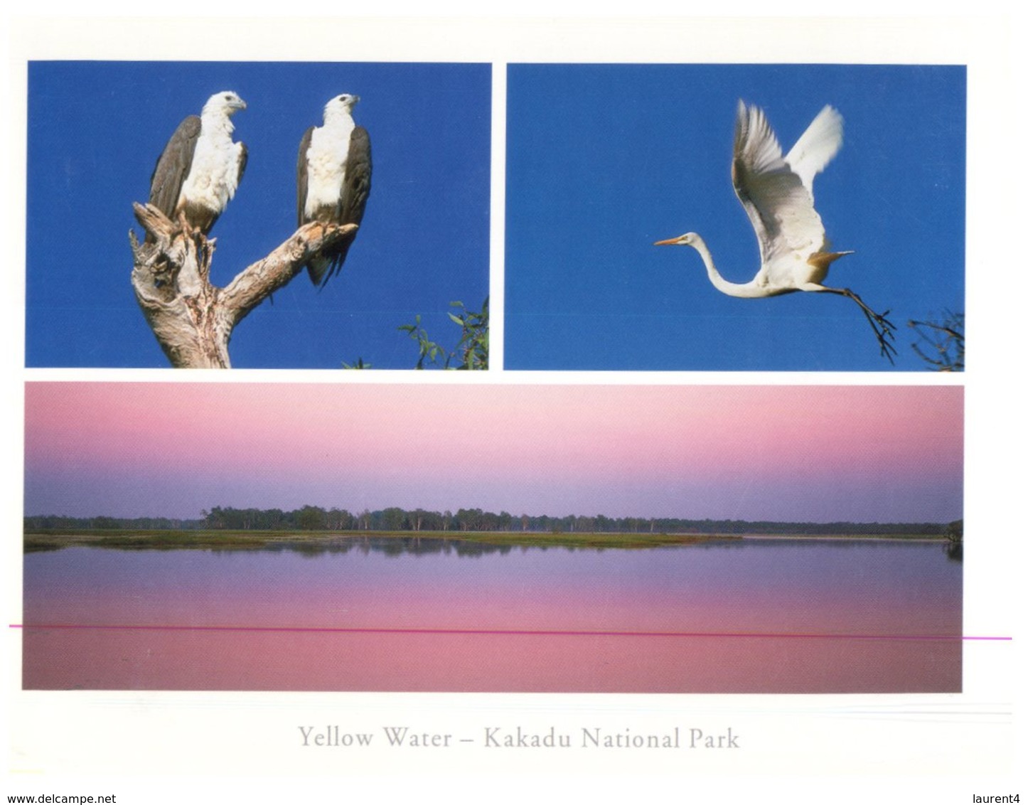 (ED 9) Australia - Kakadu With Sea Eagles + Heron - Kakadu