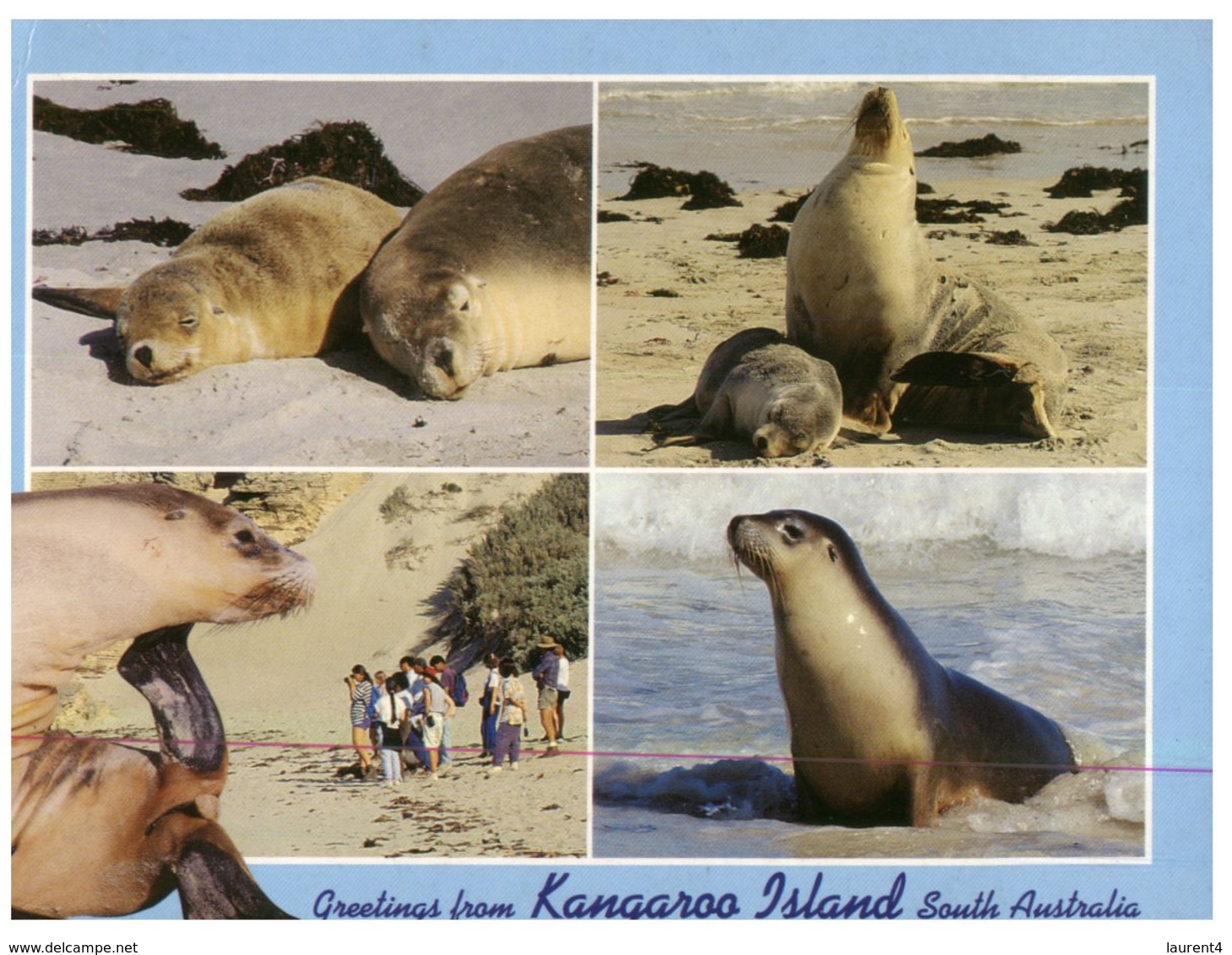 (ED 9) Australia - SA - Kangaroo Island Seals - Fremantle