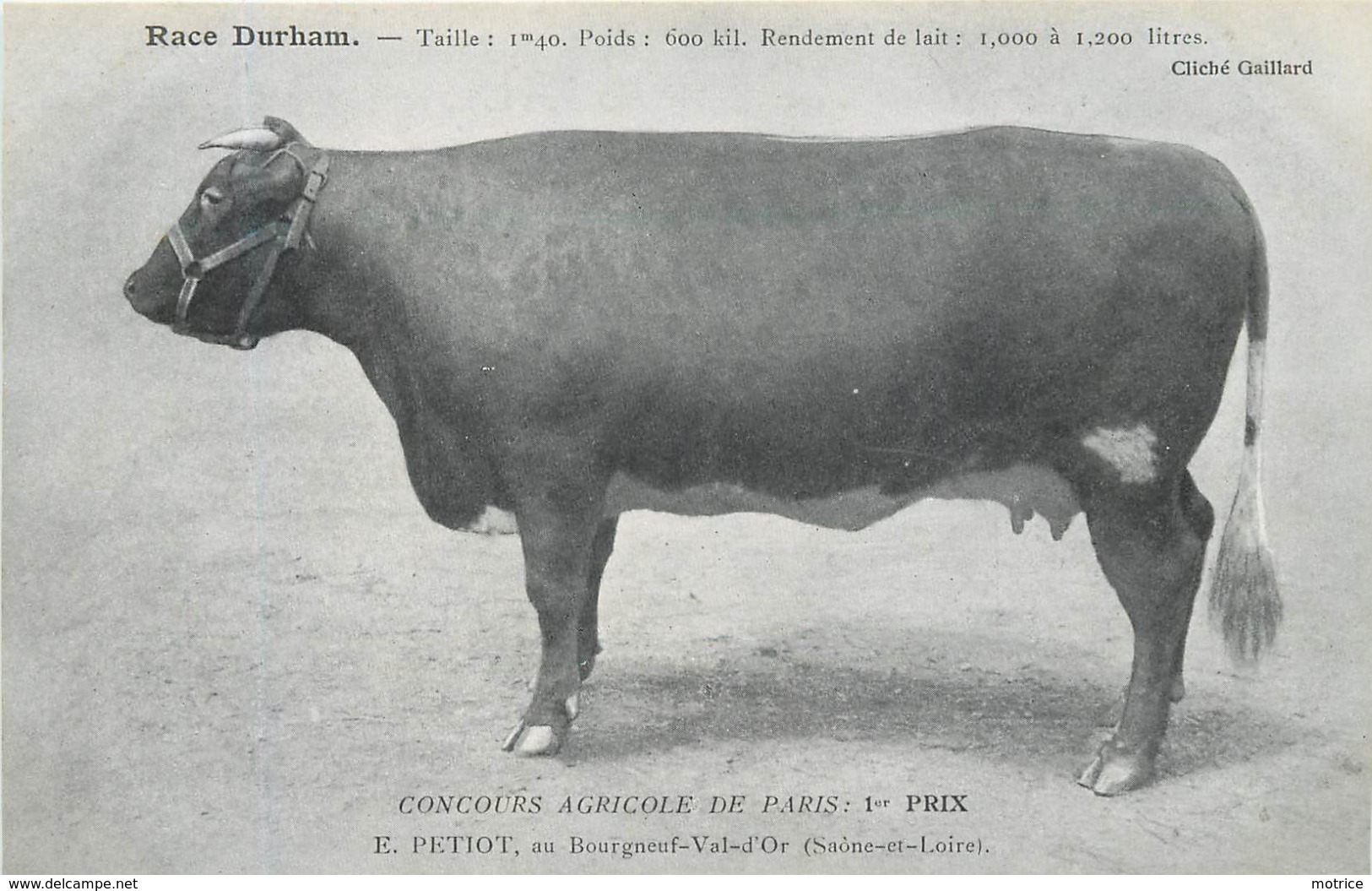 RACE DURHAM - Concours Agricole De Paris,1er Prix, E Petiot, Bourgneuf Val D'or. - Elevage