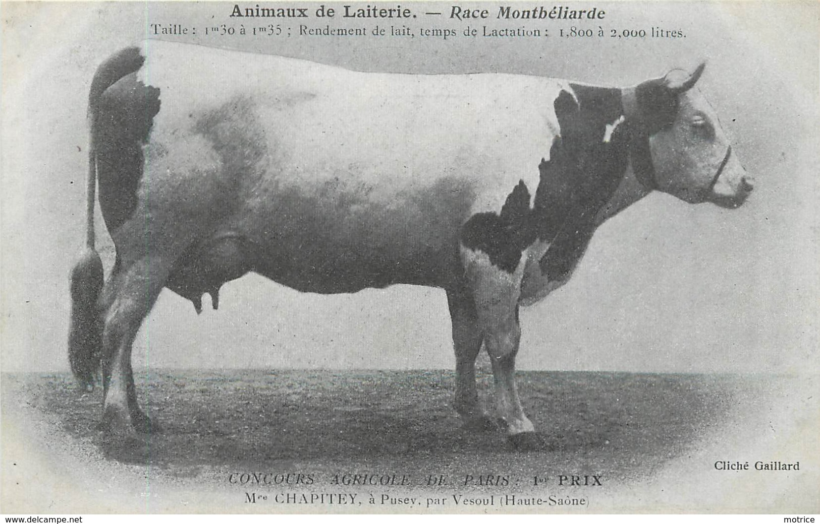 ANIMAUX DE LAITERIE - Race Montbéliarde,concours Agricole De Paris 1er Prix, Chapitey à Pusey Par Vesoul. - Breeding
