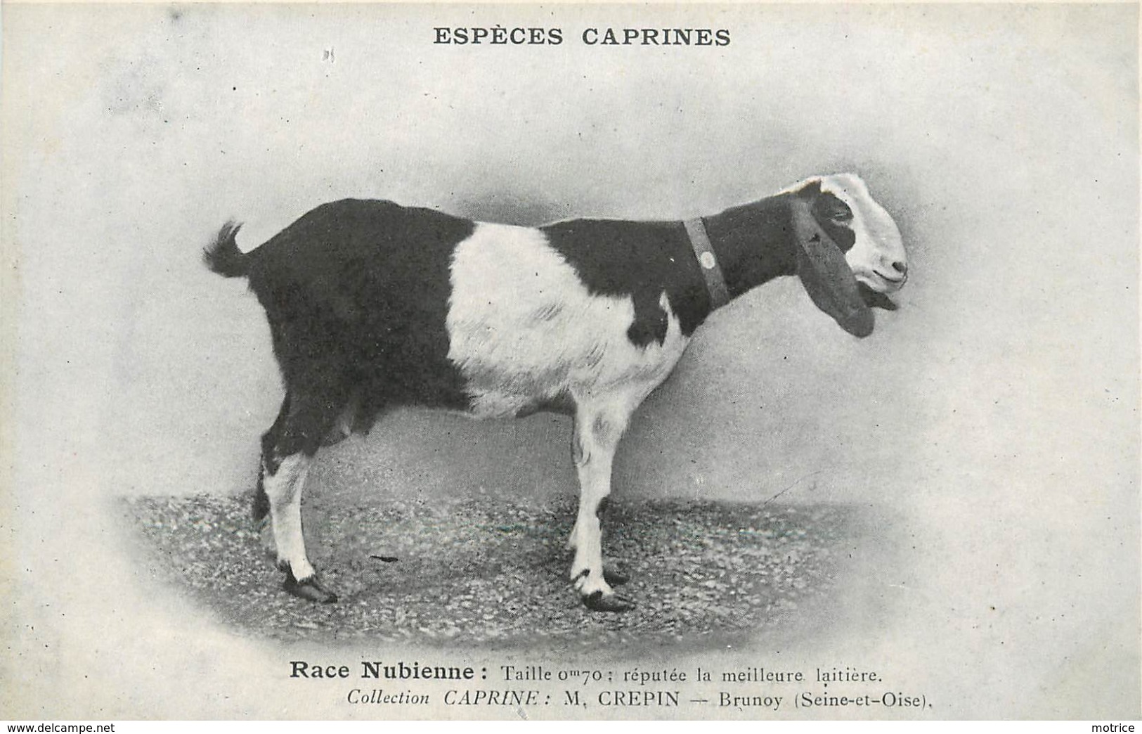 ESPÈCES CAPRINES - Race Nubienne. - Elevage