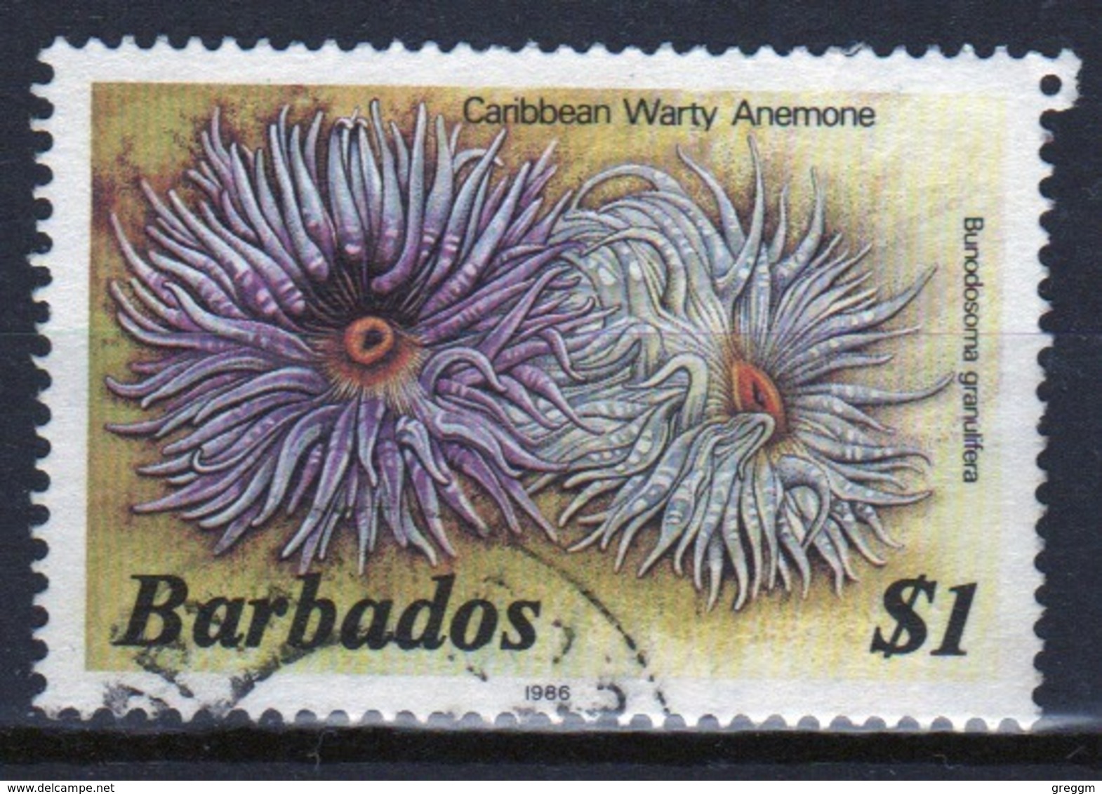 Barbados Single $1 Stamp From The 1985 Marine Life Series. - Barbados (1966-...)