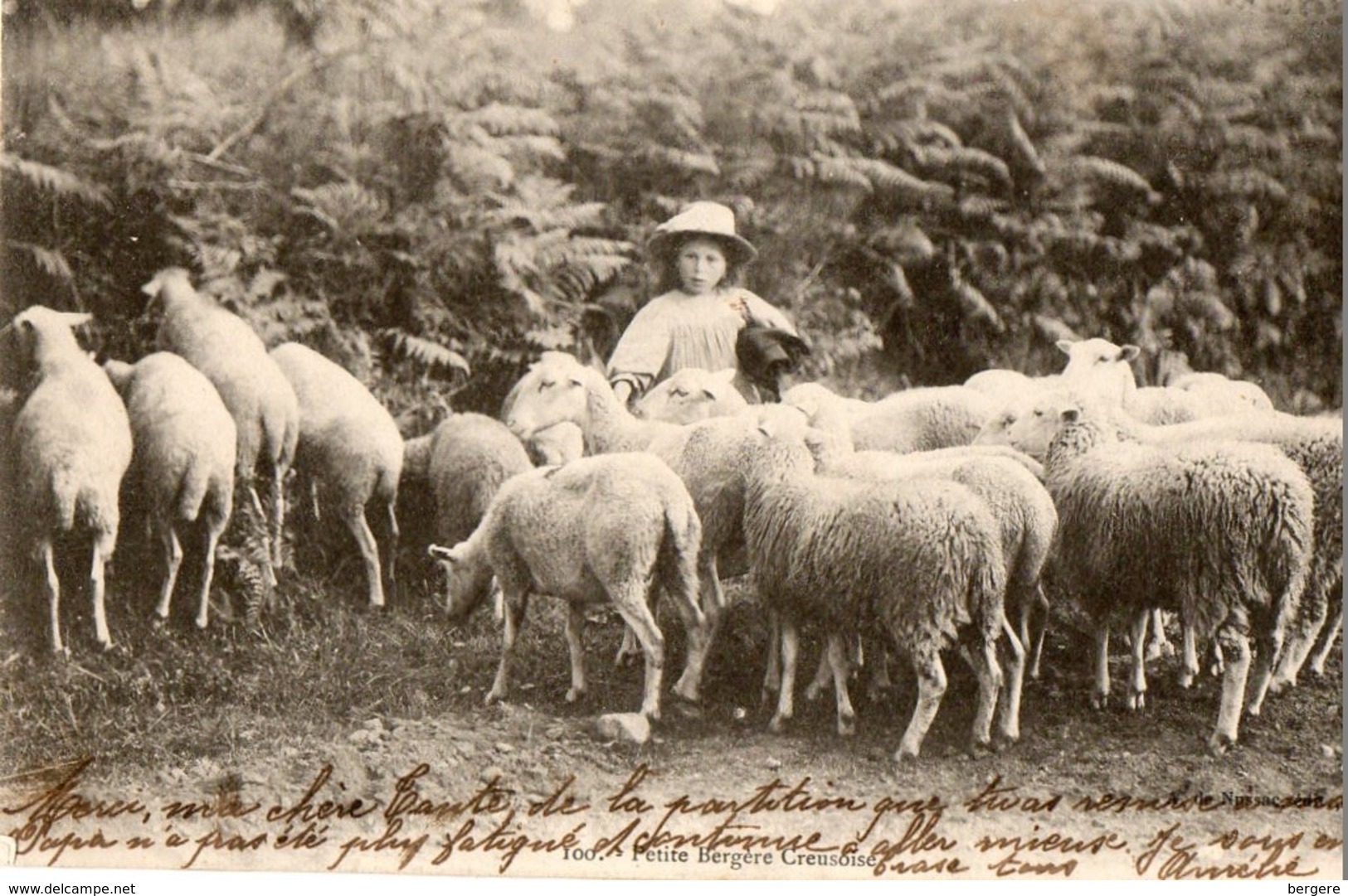 23. CPA. Petite Bergere Creusoise Avec Ses Moutons.  1904. - Pontarion