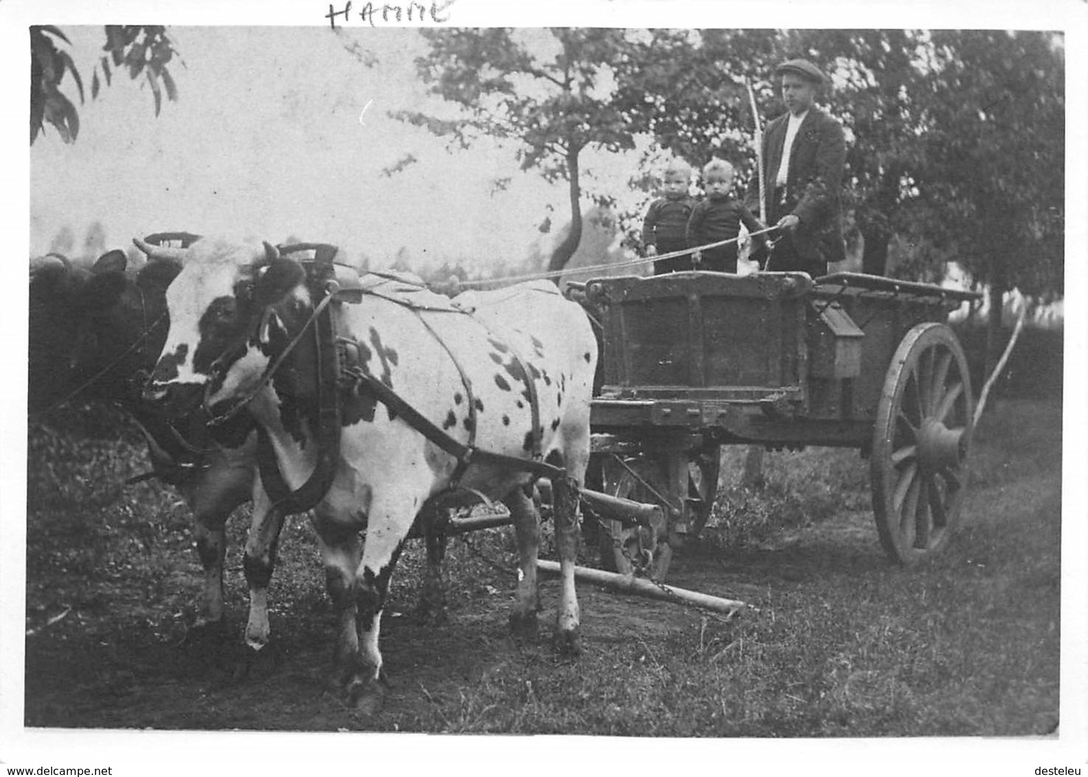 Foto Michel Van Goethem Met Koeienspan - Hamme - Hamme