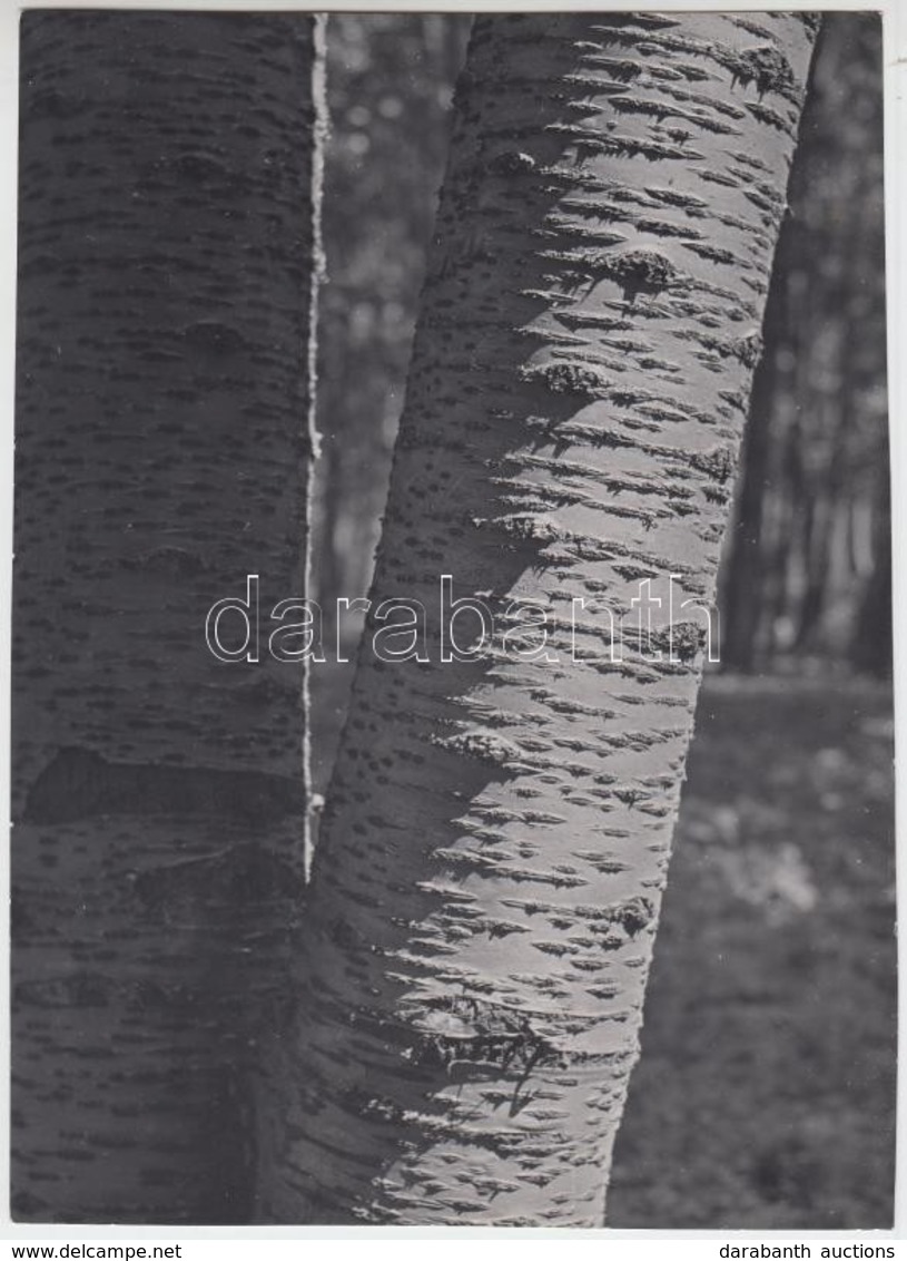 Cca 1937 Kinszki Imre (1901-1945): Wild Cherry Trunks, Feliratozott, Pecséttel Jelzett  Vintage Fotóművészeti Alkotás, P - Sonstige & Ohne Zuordnung