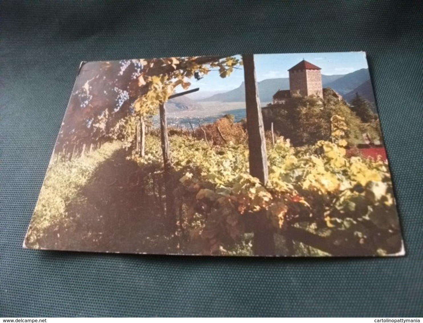 VIGNA UVA CASTEL TIROLO PRESSO MERANO  SCHLOSS TIROL - Wijnbouw