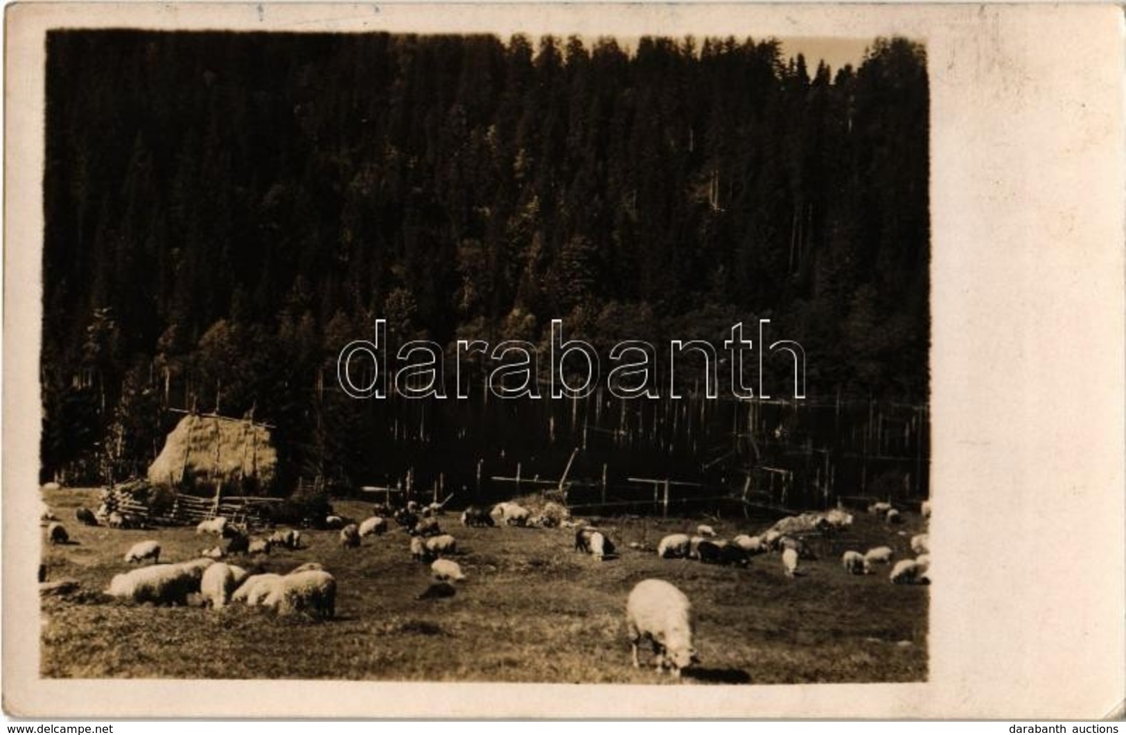 * Gyergyószentmiklós, Gheorgheni; - 2 Db Régi Fotó Képeslap; Táj, Legelésző Juhok A Gyilkos-tó Mellett / 2 Pre-1945 Phot - Ohne Zuordnung