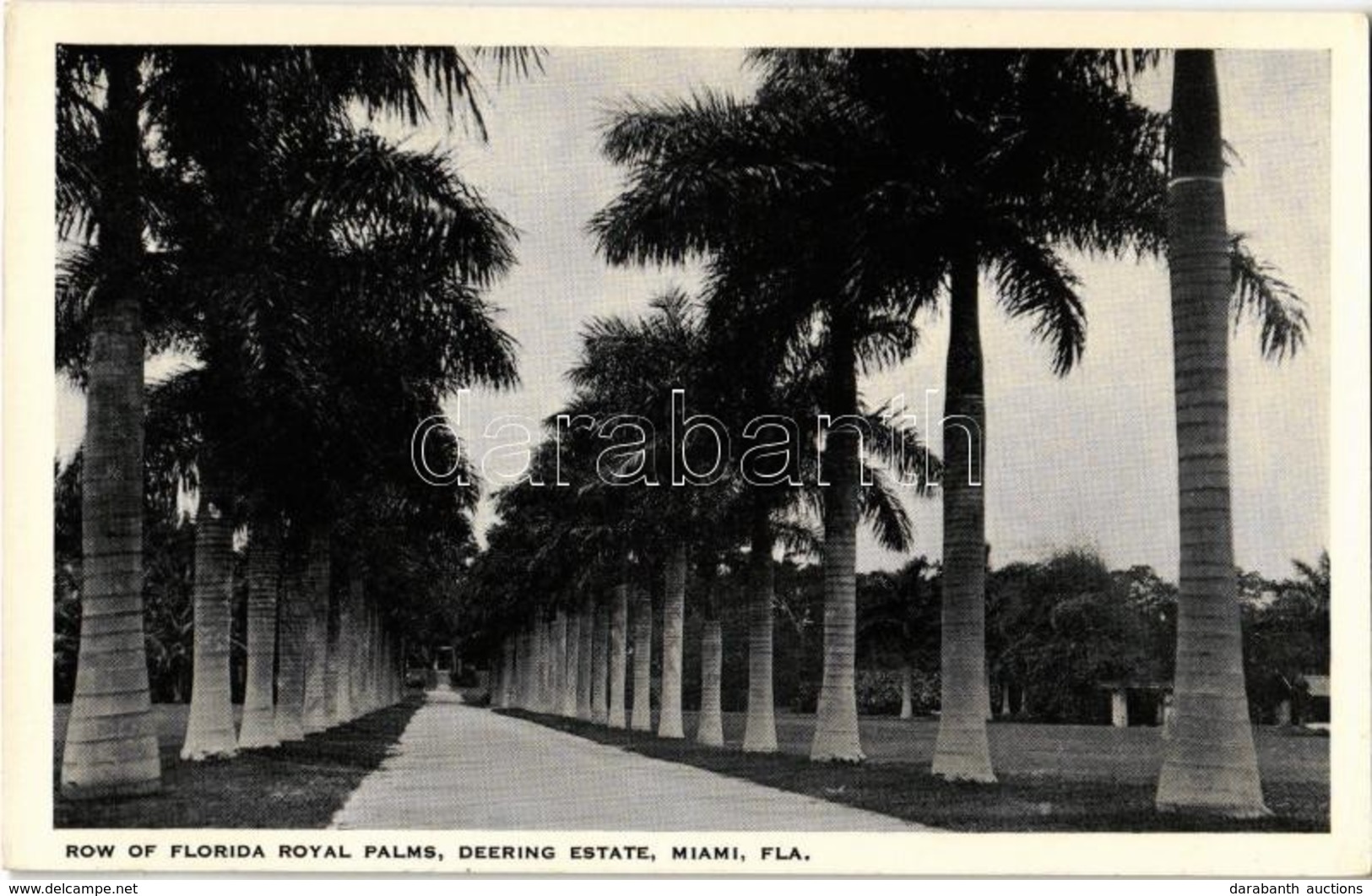 ** T1/T2 Miami, FL, Row Of Florida Royal Palms, Deering Estate - Ohne Zuordnung