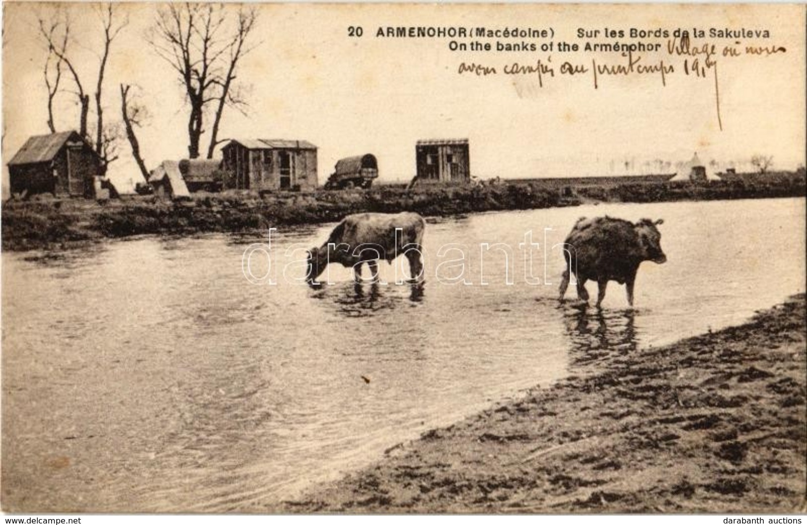 * T2 1918 Armenochori, Armenohor; Sur Les Bords De La Sakuleva / River, Cattle - Unclassified
