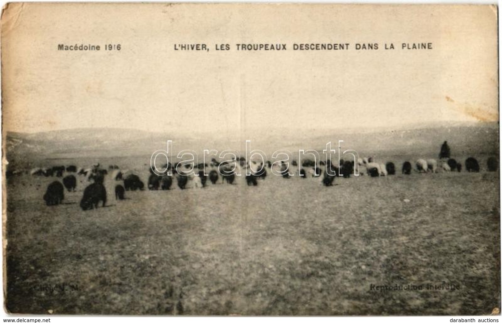 * T2/T3 1918 Macédonie, L'hiver, Les Troupeaux Descendent Dans La Plaine / Macedonia, Winter, Herd Grazing On The Fields - Ohne Zuordnung