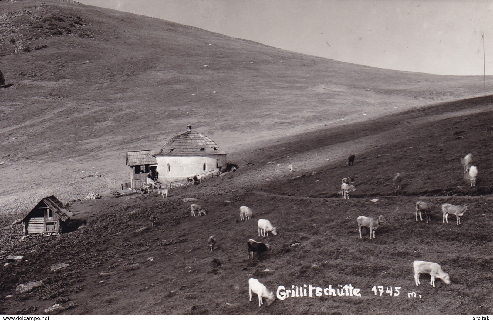 Grillitschütte * Kühe, Gesamtansicht, Gebirge * Österreich * AK998 - Wolfsberg