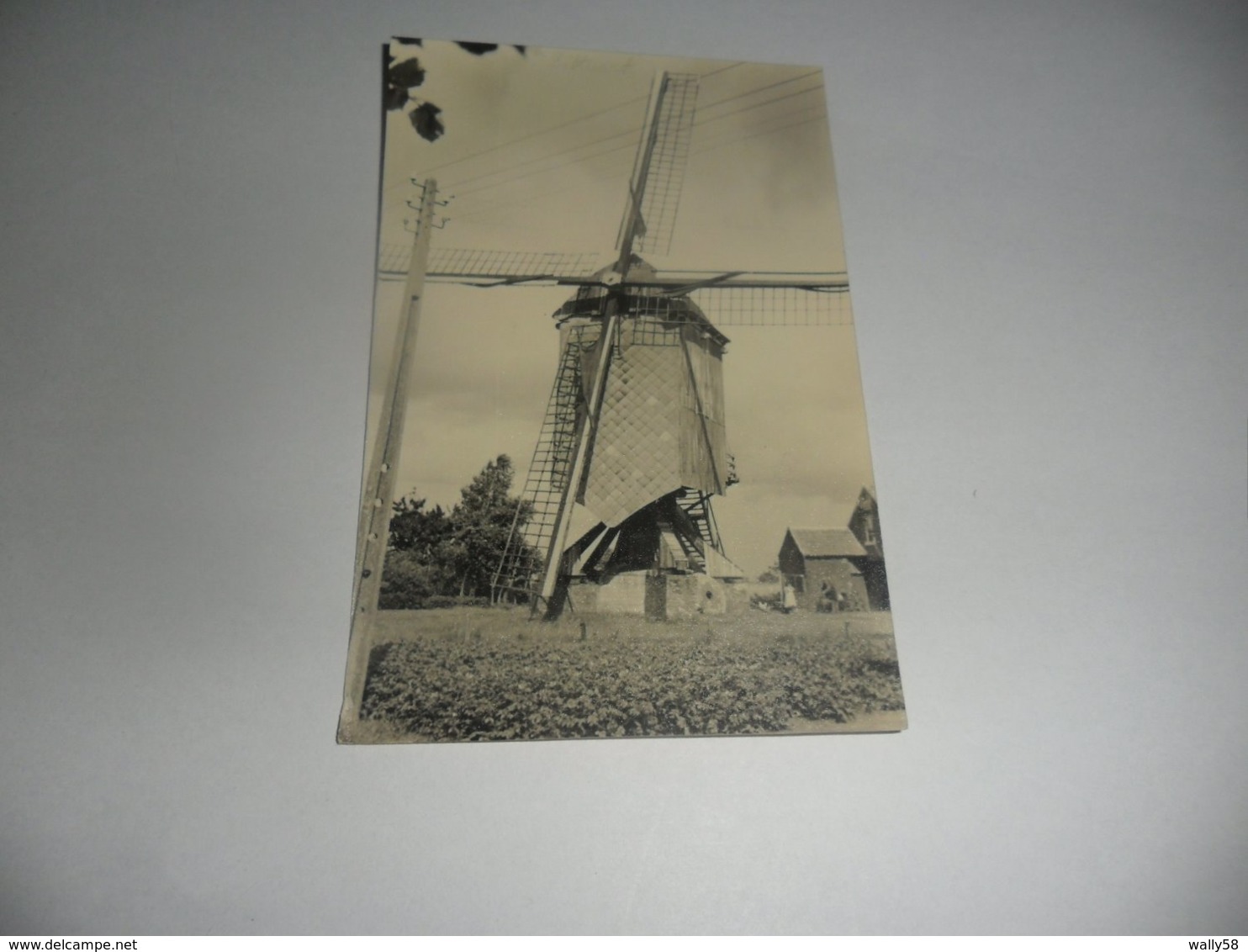 Meerhout Zittaart  Molen Fotokaart - Meerhout