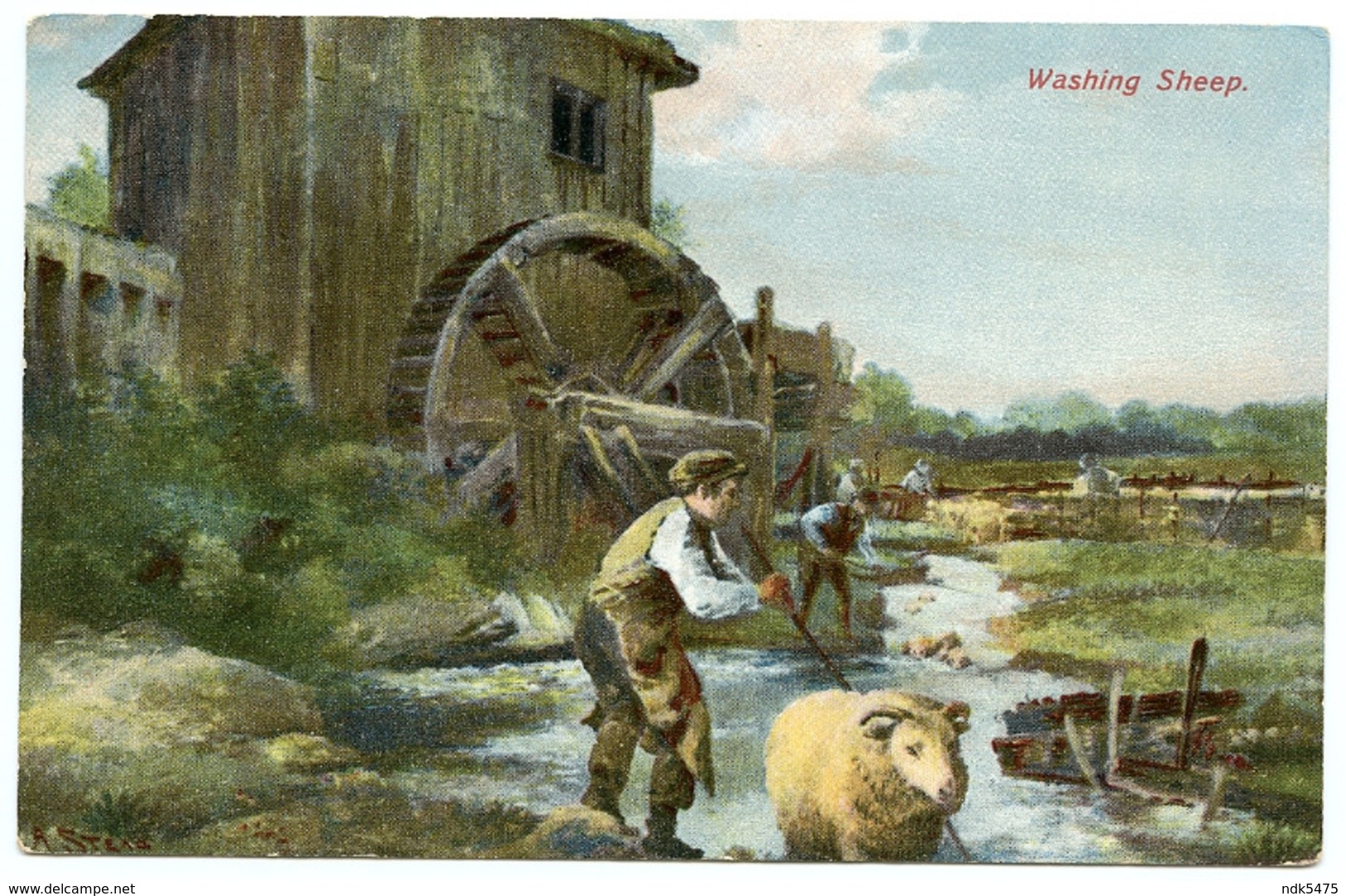 WASHING SHEEP / SHEEP DIP - Breeding