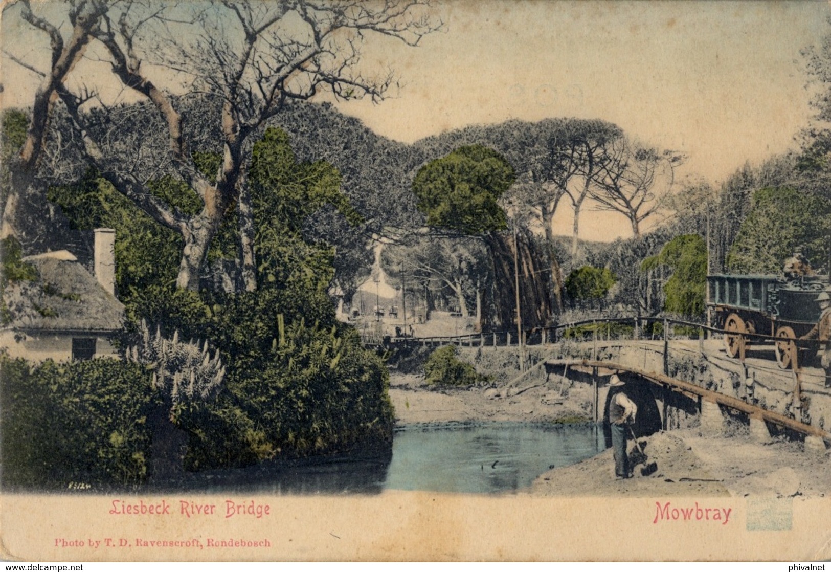 1905 SUDAFRICA , TARJETA POSTAL CIRCULADA , LIESBECK RIVER BRIDGE - MOWBRAY - Sudáfrica