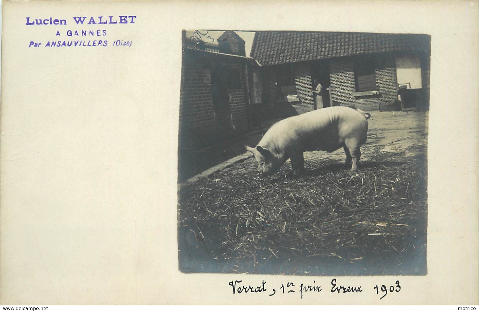 ELEVAGE DE COCHONS - Lucien Wallet,à Gannes Par Ansauvillers (oise) ,Verrat,1er Prix Evreux 1903,carte Photo. - Elevage