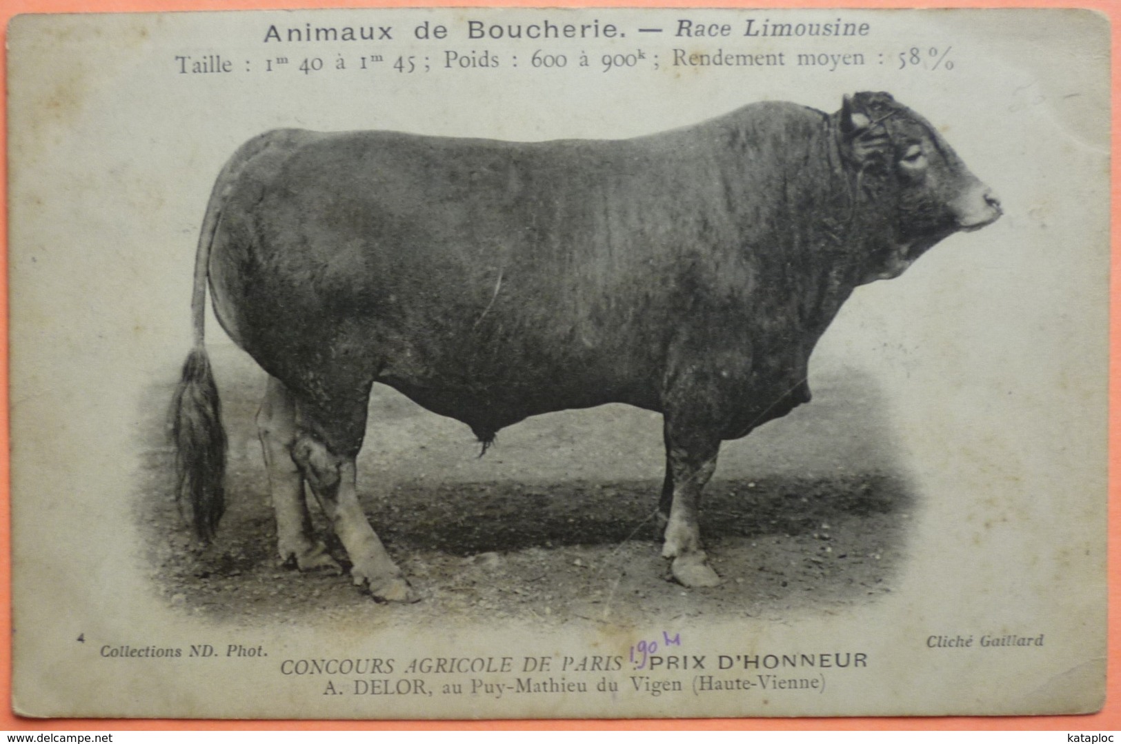 CARTE CONCOURS AGRICOLE PARIS 1904 - ANIMAUX BOUCHERIE RACE LIMOUSINE - PUY MATHIEU DU VIGEN 87 - SCAN RECTO/VERSO-13 - Autres & Non Classés