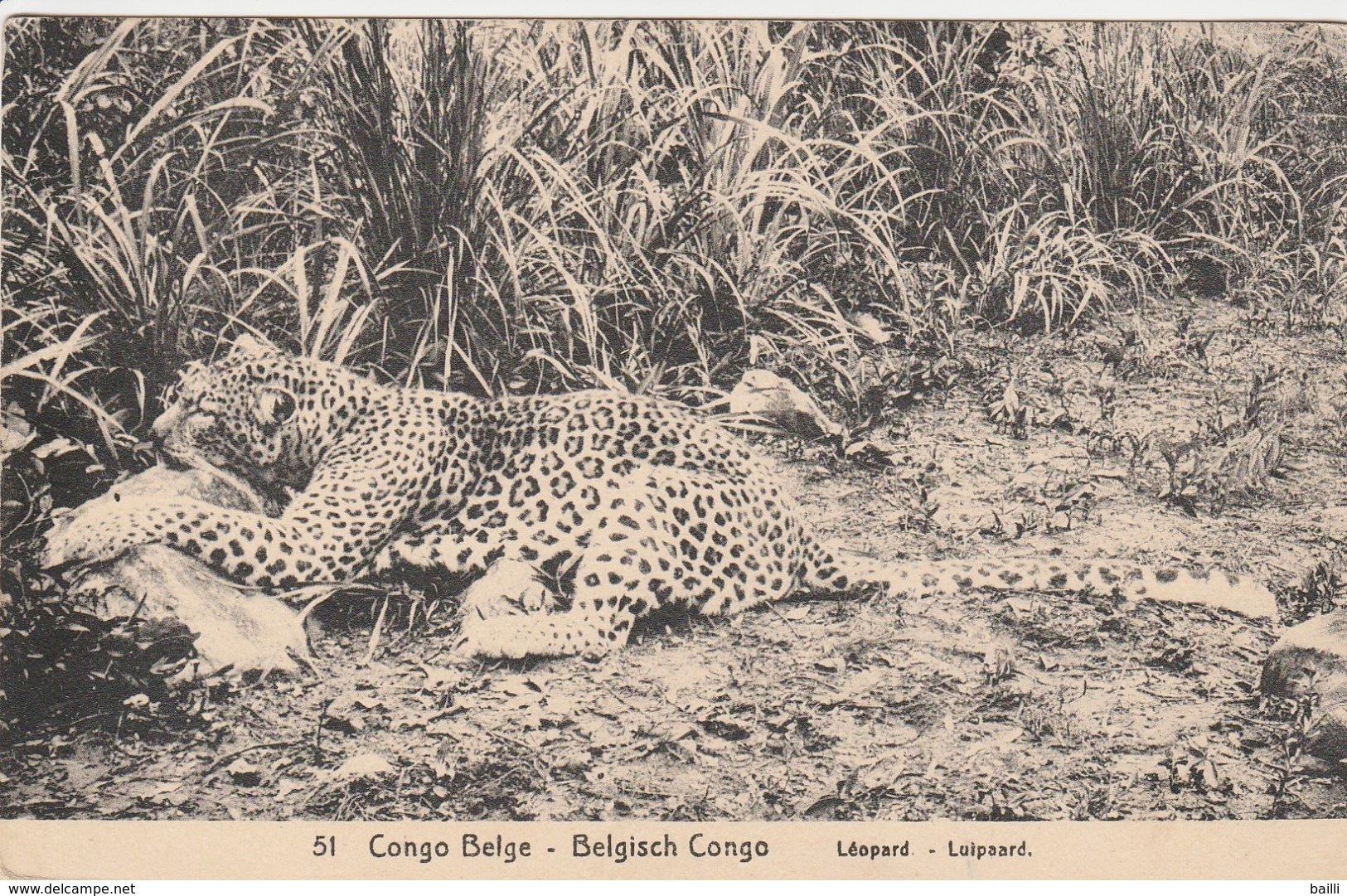 Congo Belge Entier Postale Illustré Pour La Belgique 1920 - Interi Postali