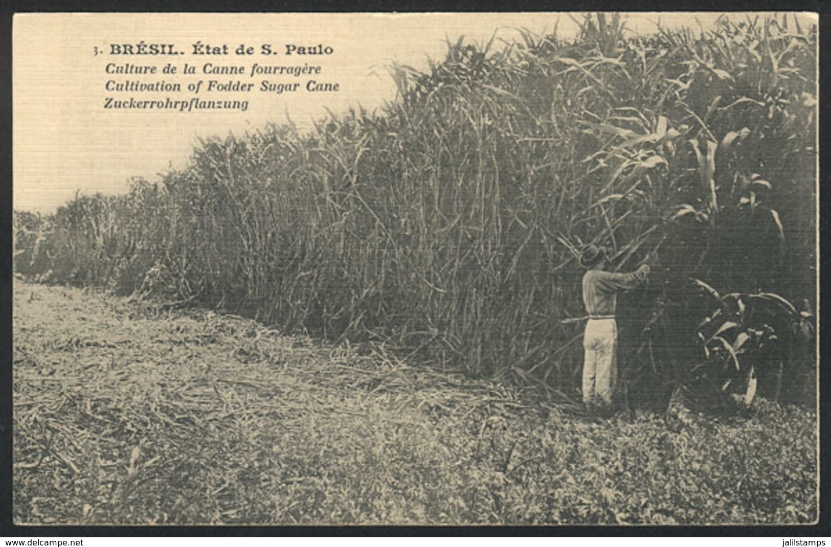 BRAZIL: Plantation Of Fodder Sugar Cane In The State Of Sao Paulo, With Some Layer Separation, VF Appearance! - Autres & Non Classés