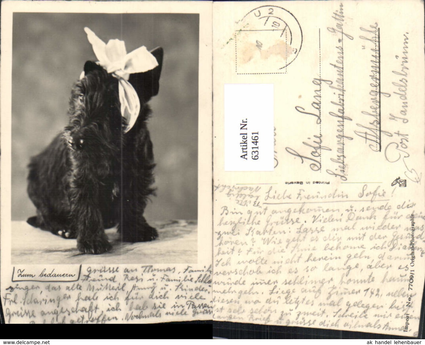 631461,Foto Ak Hund Schnauzer M. Haarschleife Zum Bedauern Tiere - Cani