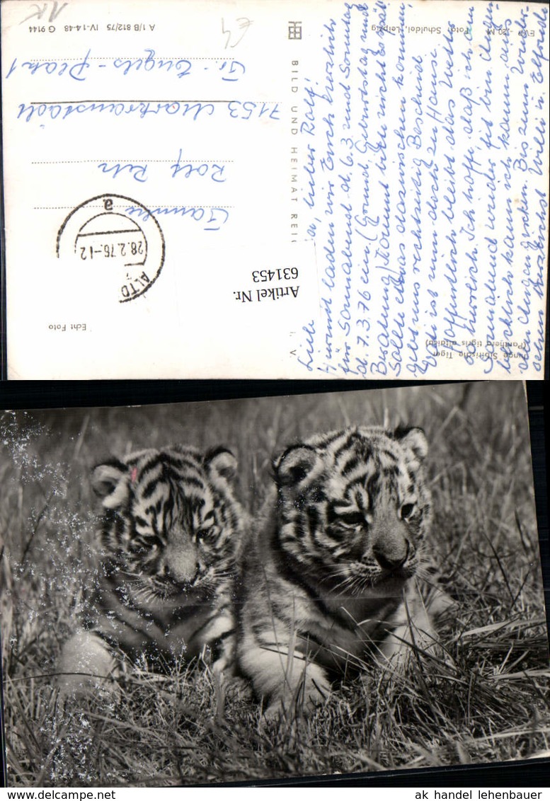 631453,Foto Ak Junge Sibirische Tiger Tiere - Sonstige & Ohne Zuordnung