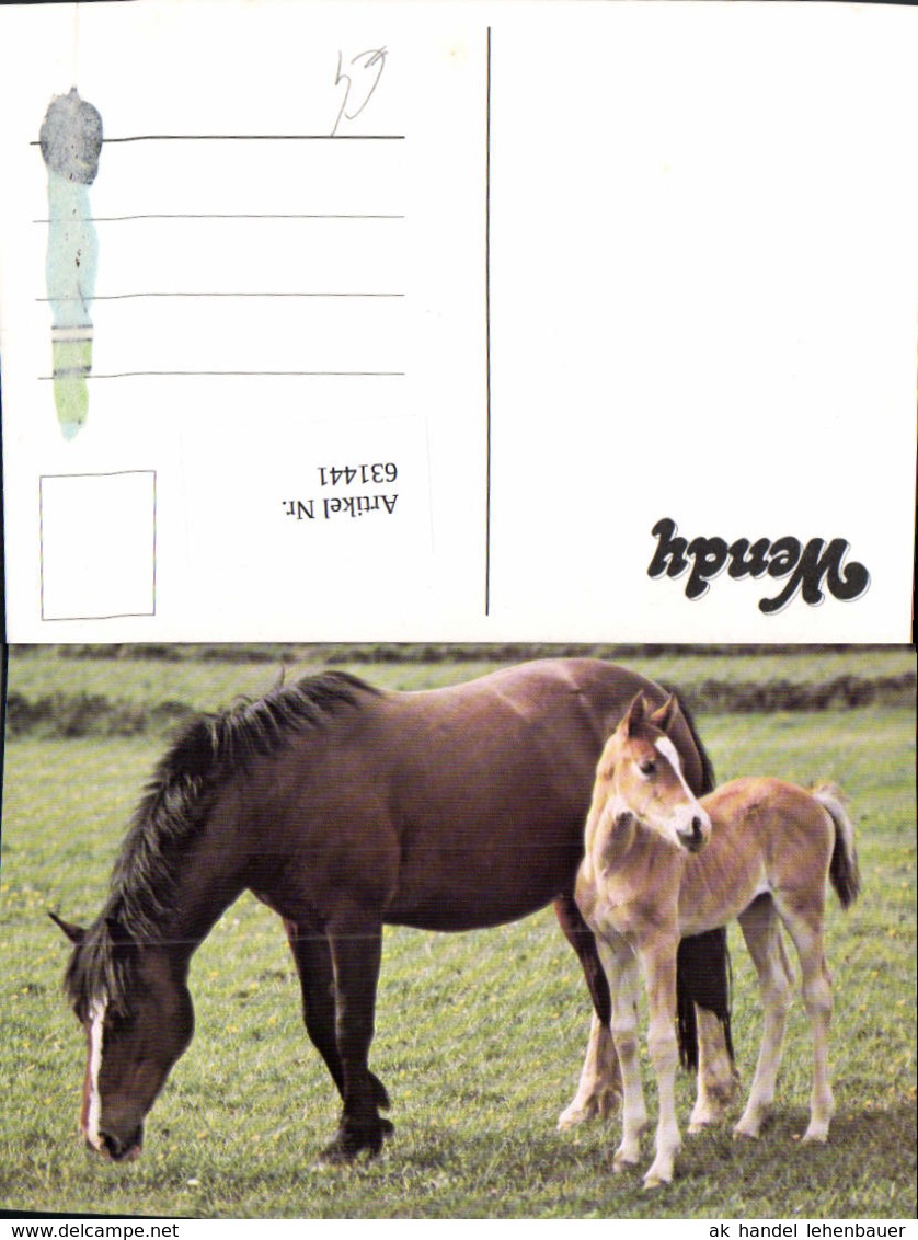 631441,Wendy Pferde Perd Fohlen Tiere - Horses