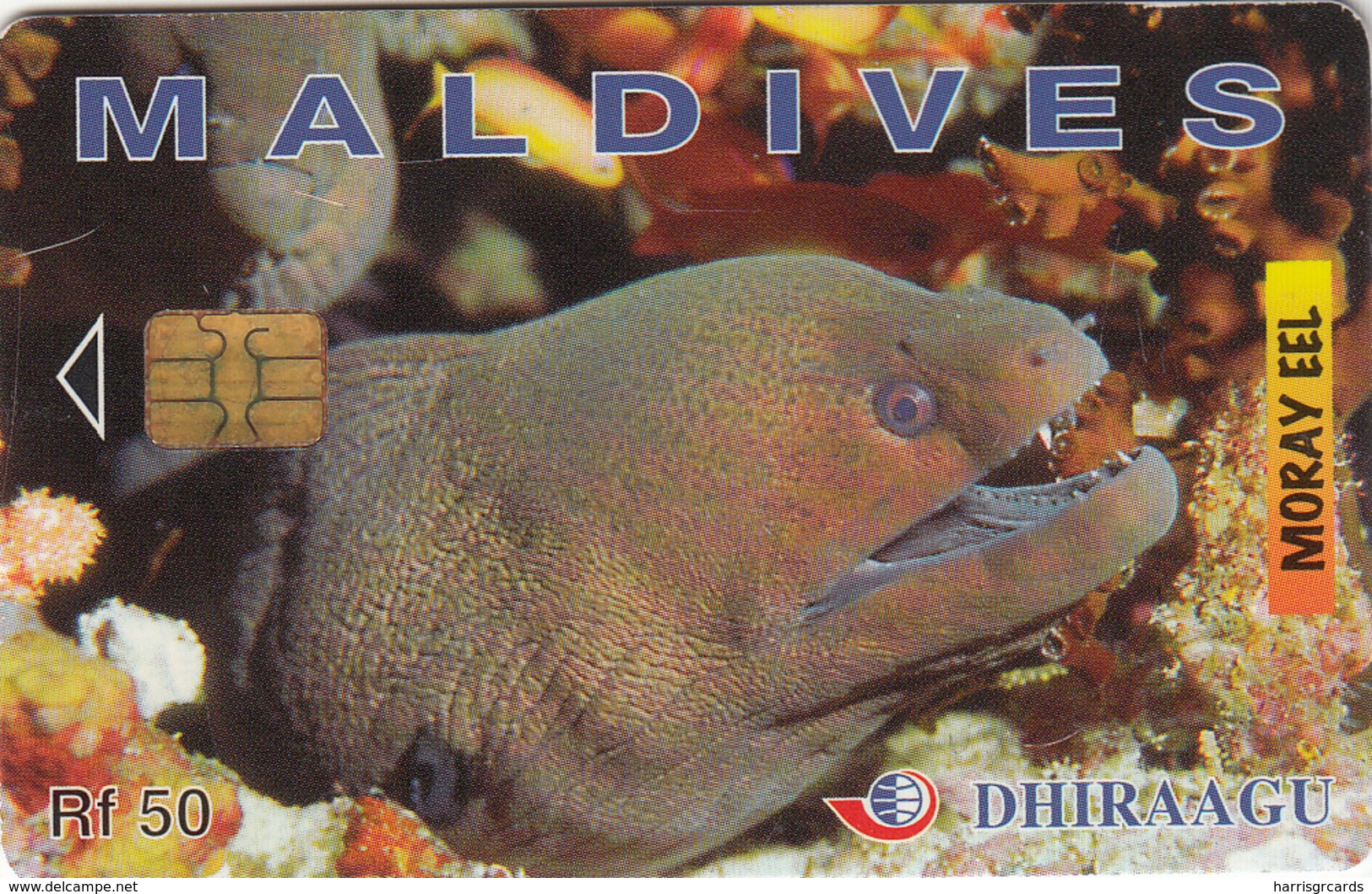 MALDIVES - Moray Eel, CN : 256MLDGIA, Used - Maldive