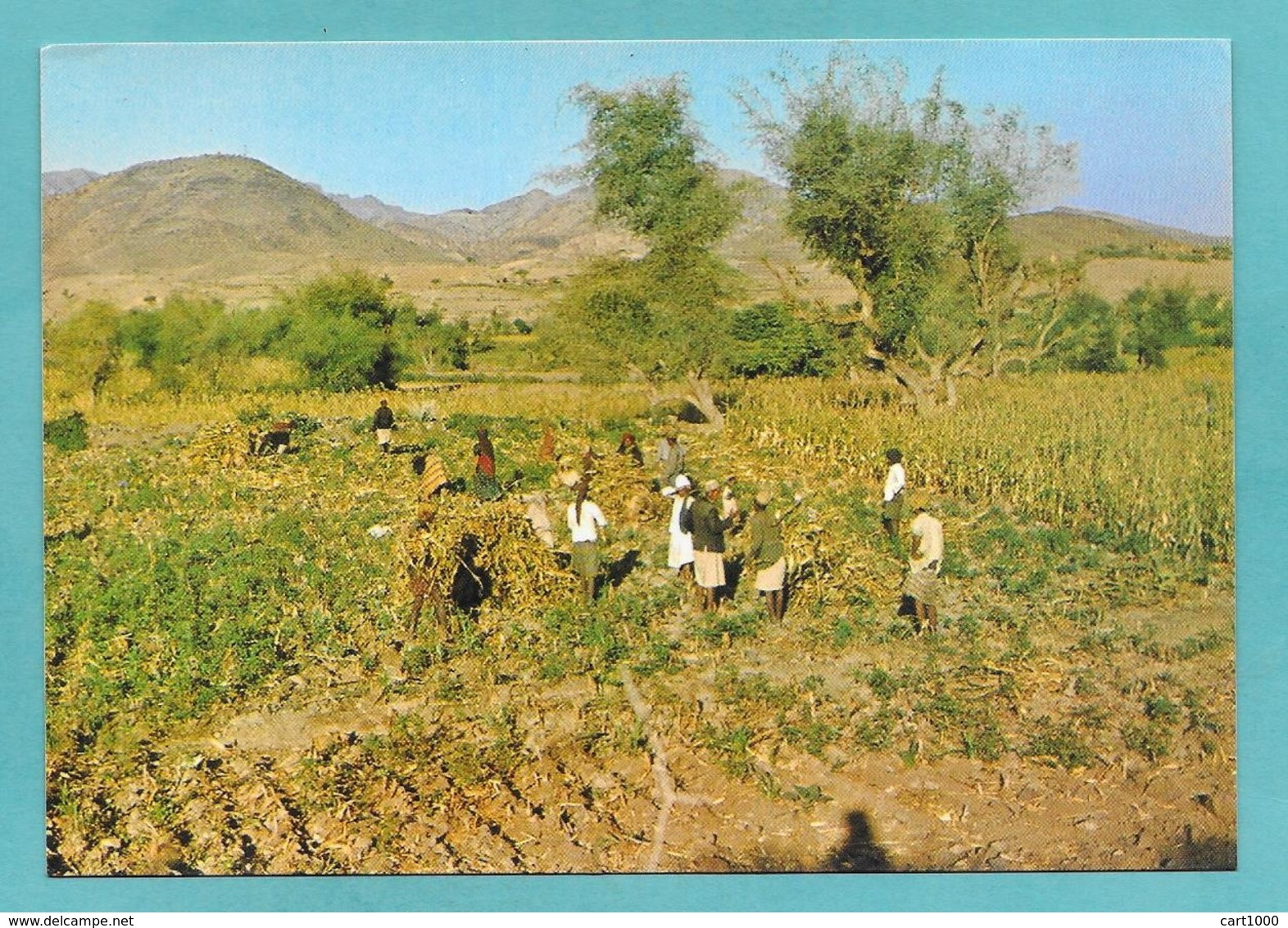 YEMEN A VIEW OF WHEET HARVESTTHE FOG VALLEY TAIZ - Yemen